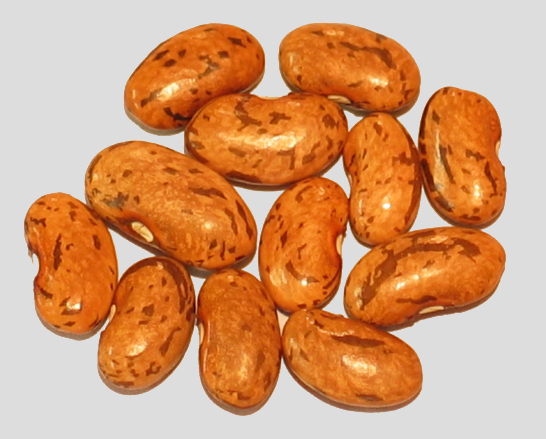 image of Rattlesnake beans