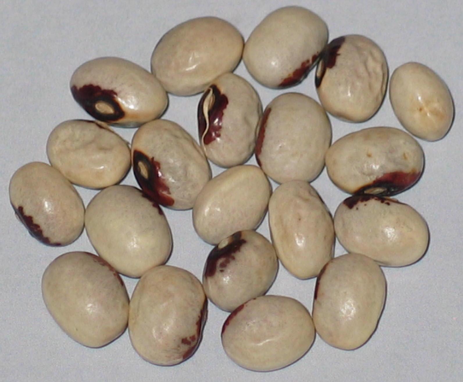 image of Red Eye Fall beans
