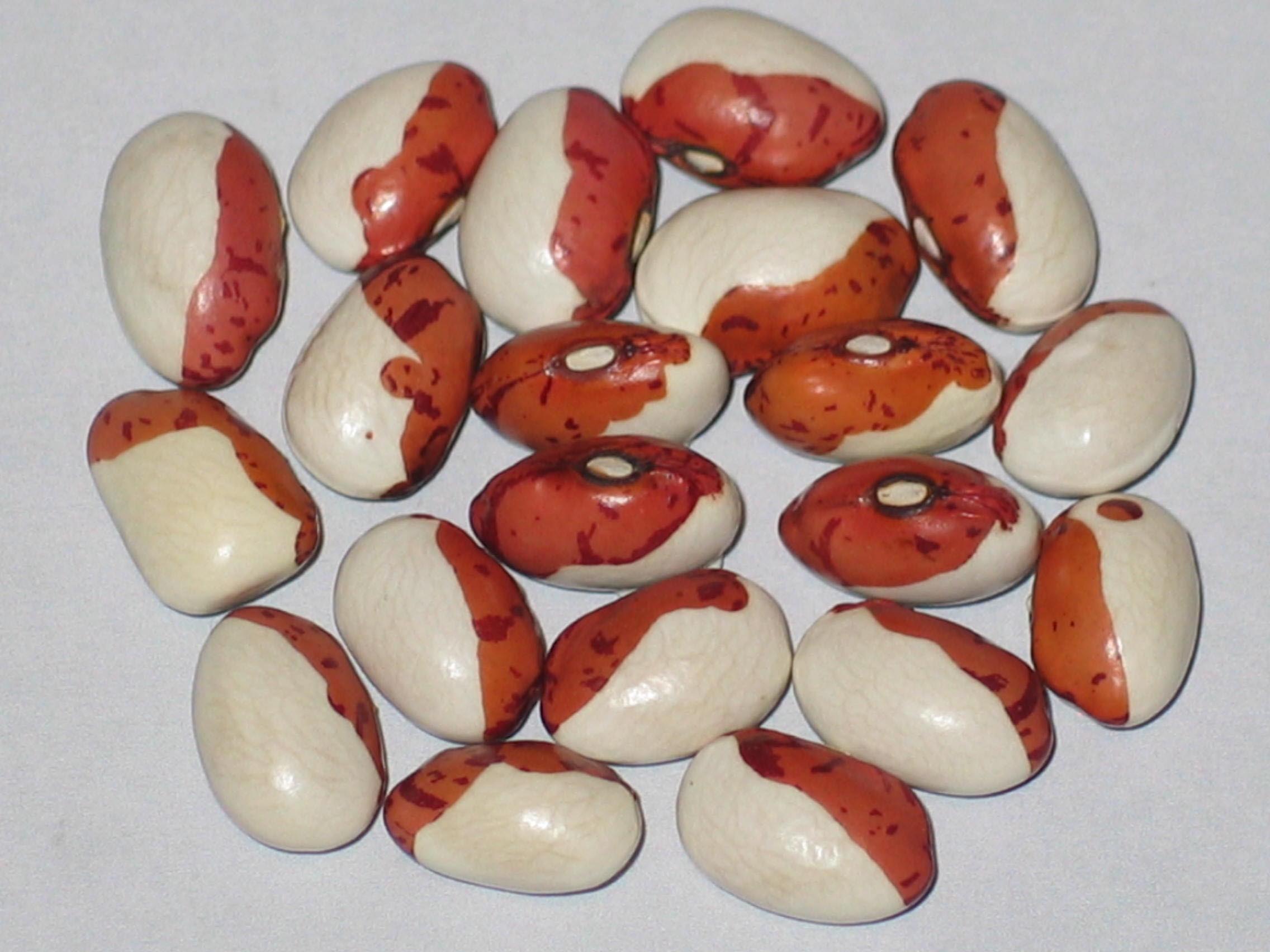 image of Red Head beans