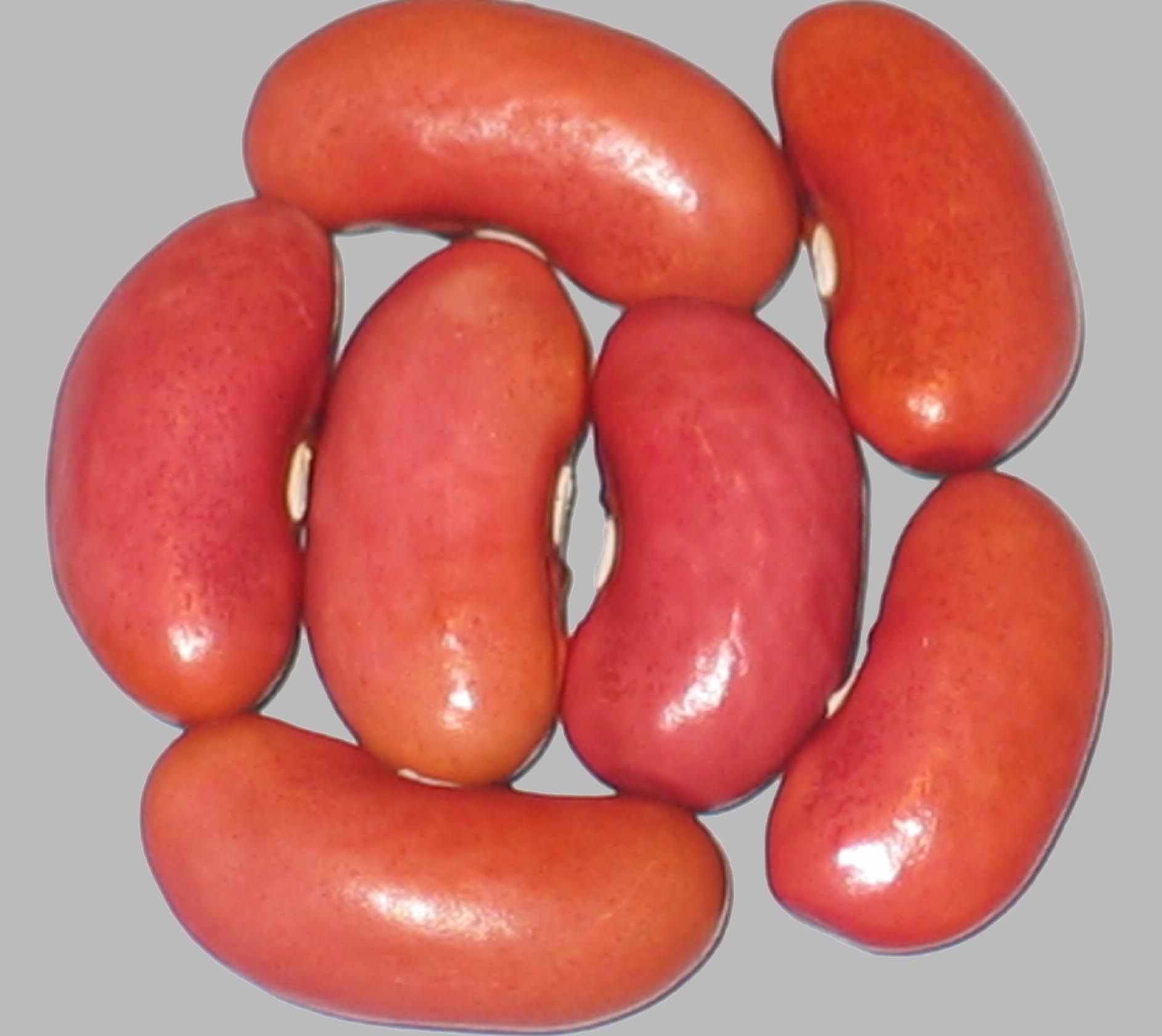 image of Red Kloud beans