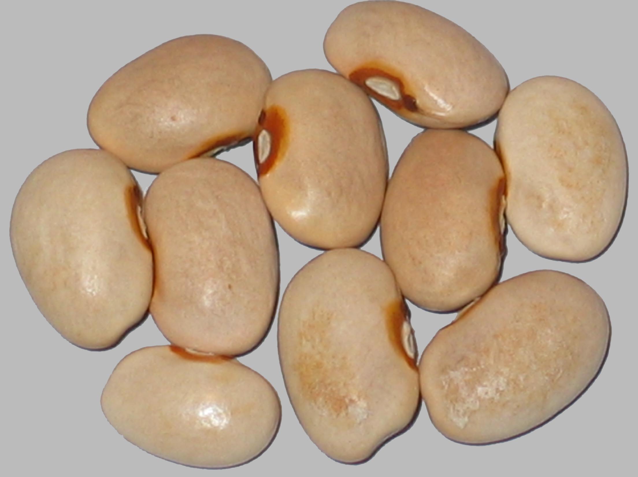 image of Red Swan beans