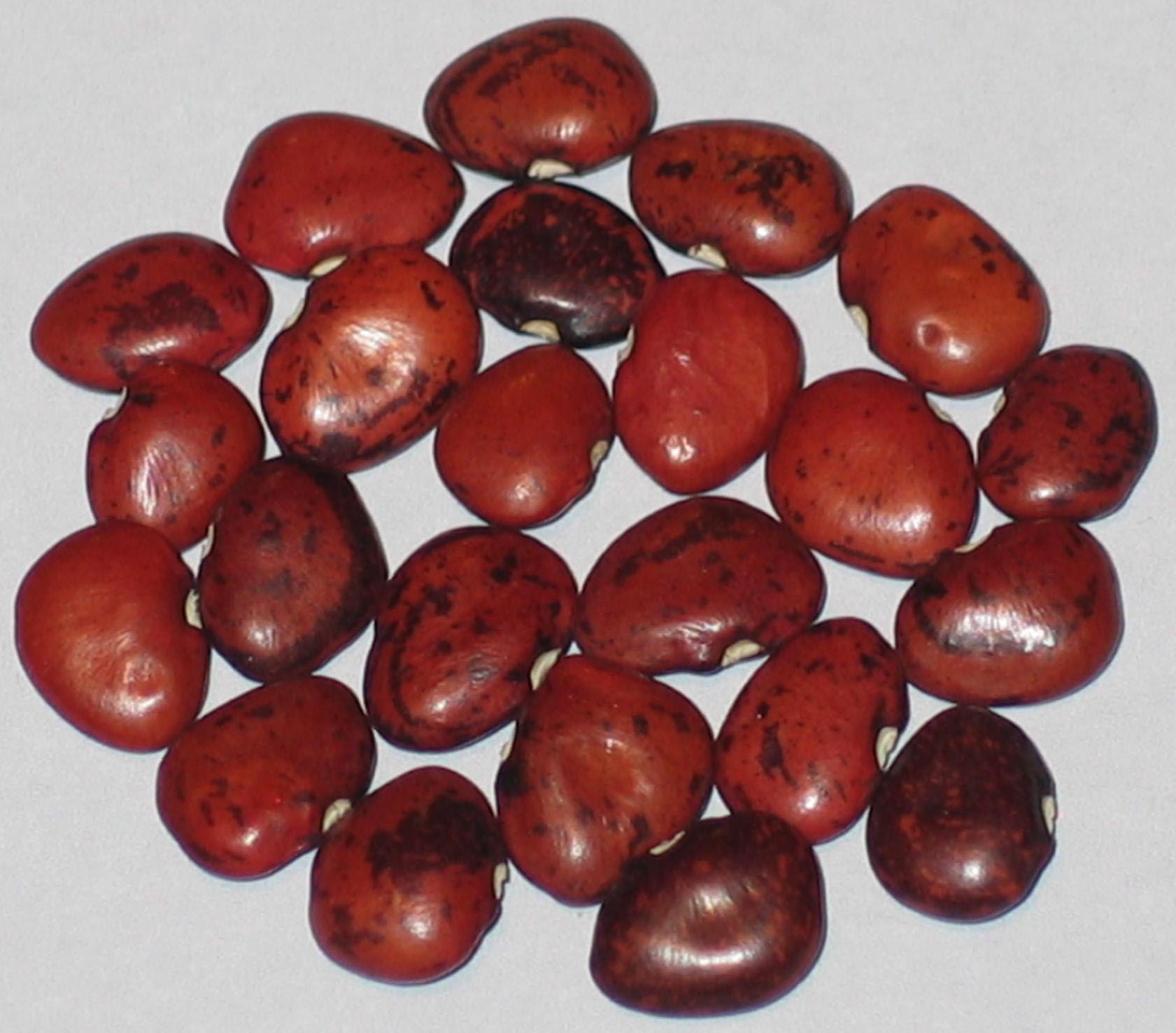 image of Red Willow Leaf beans