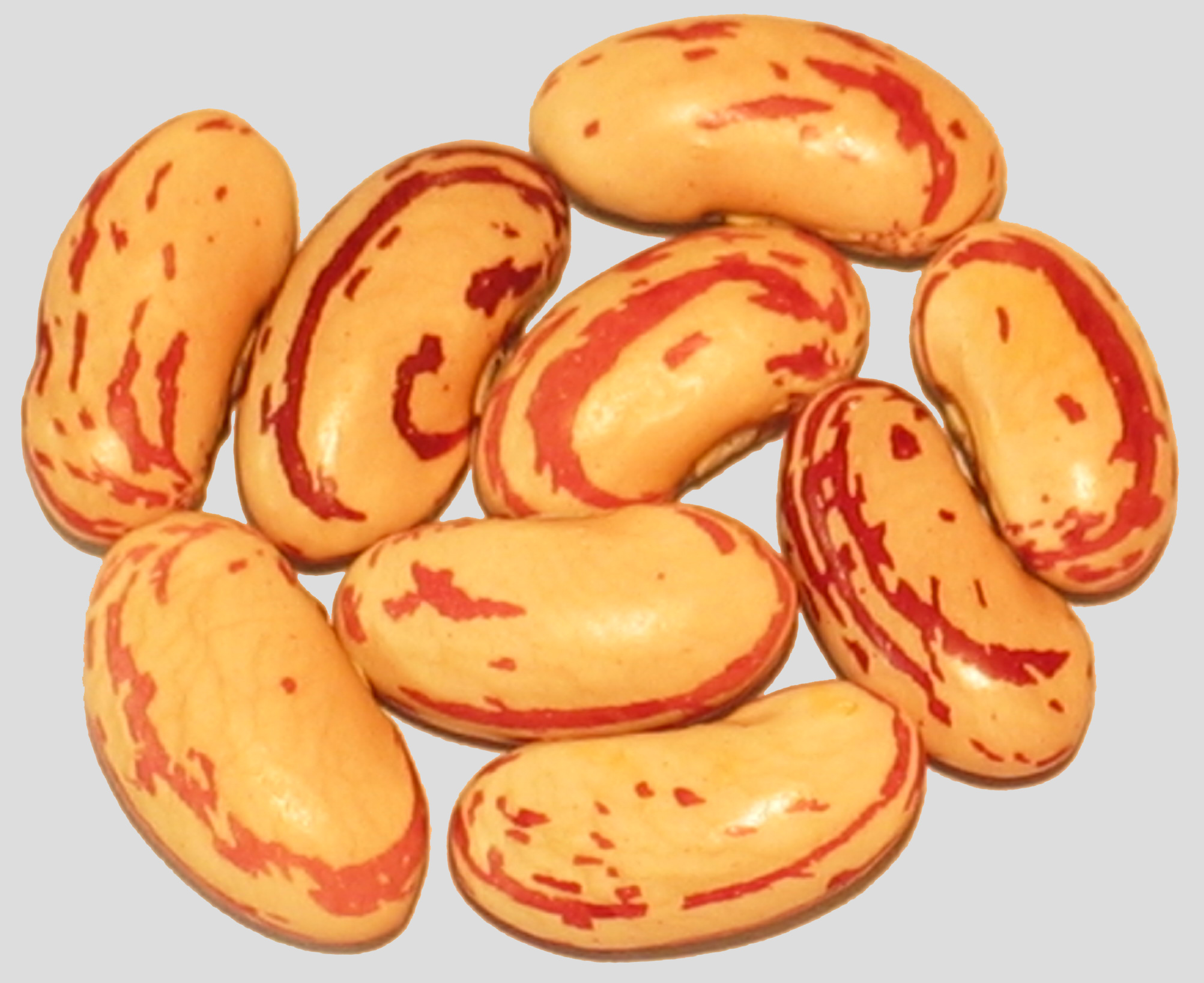 image of Red Speckled Bush beans