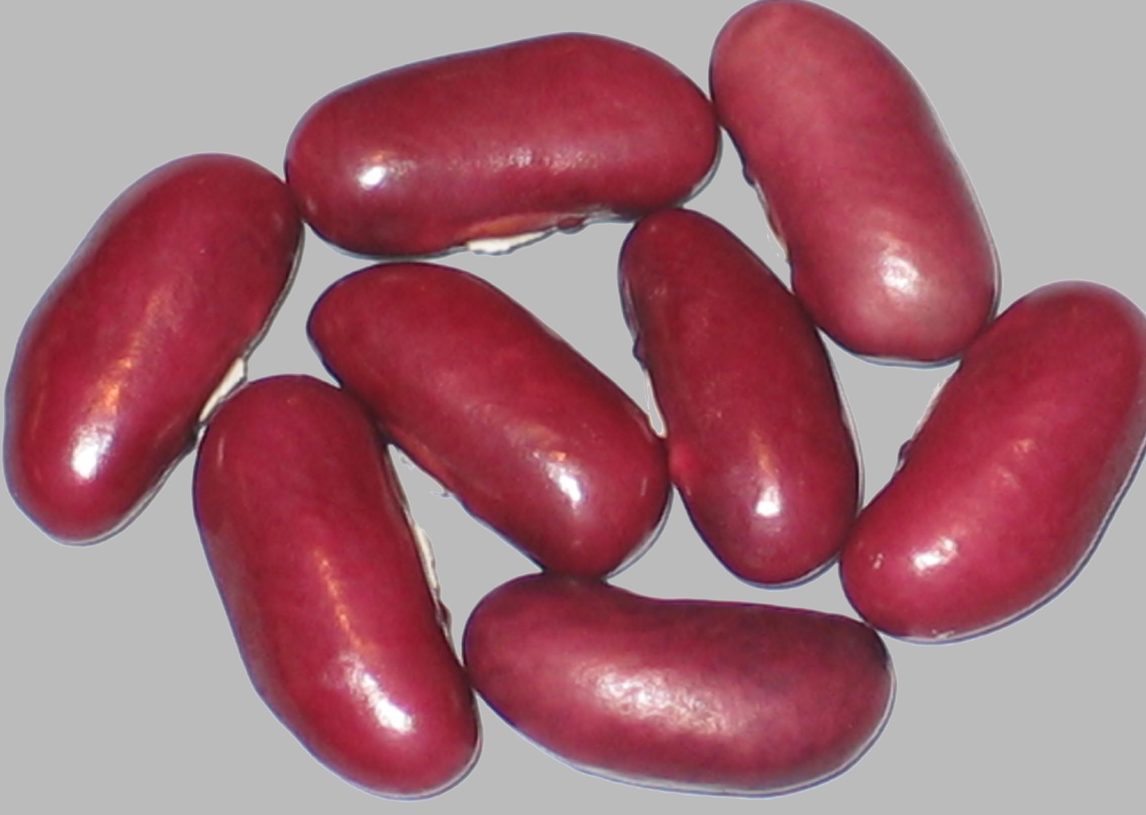 image of Wide Richmond Wonder beans