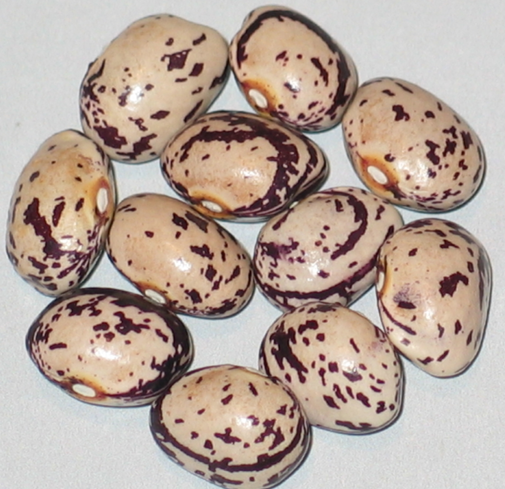 image of Romanian Large Plum Speckle beans