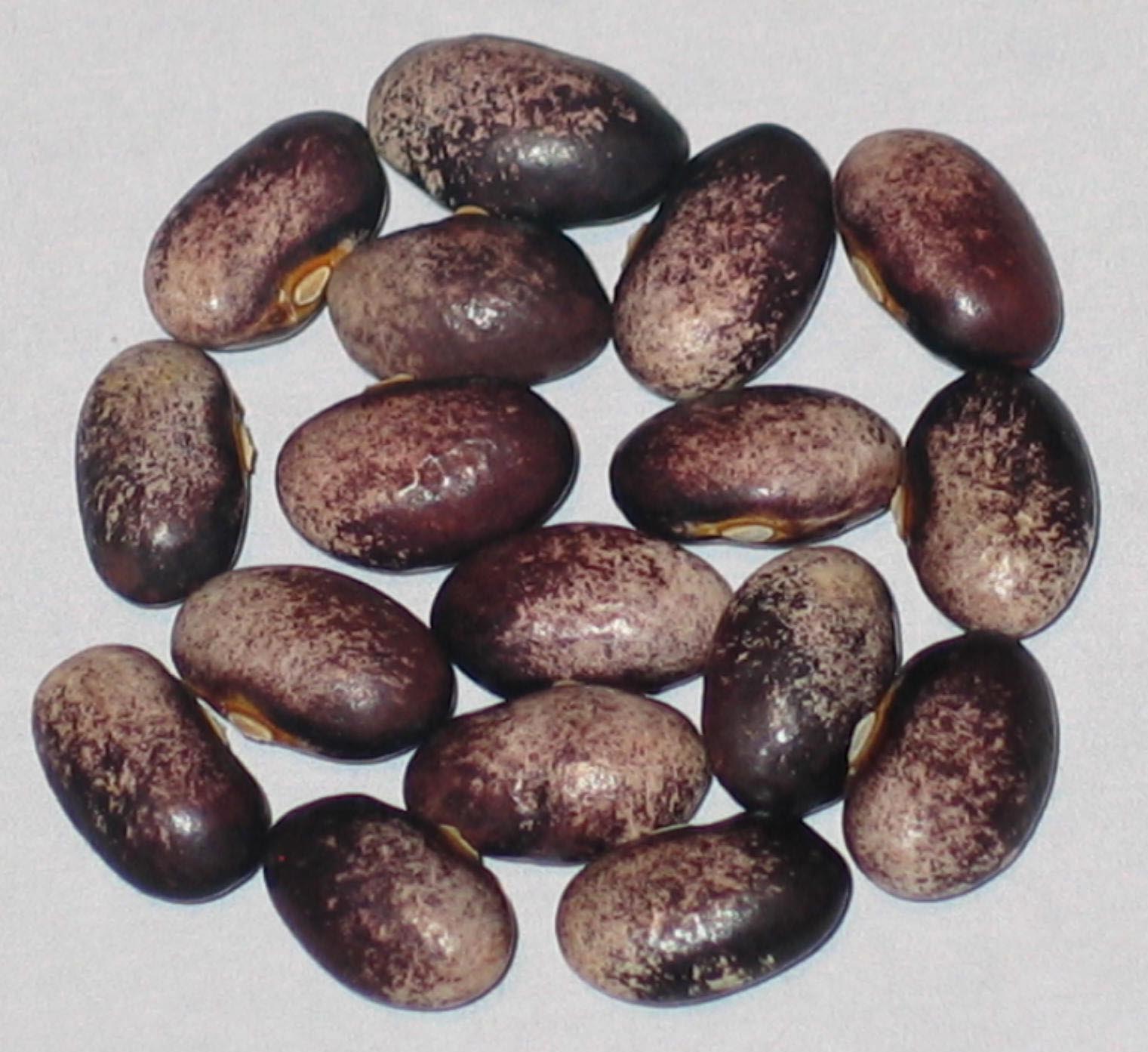 image of Rose beans