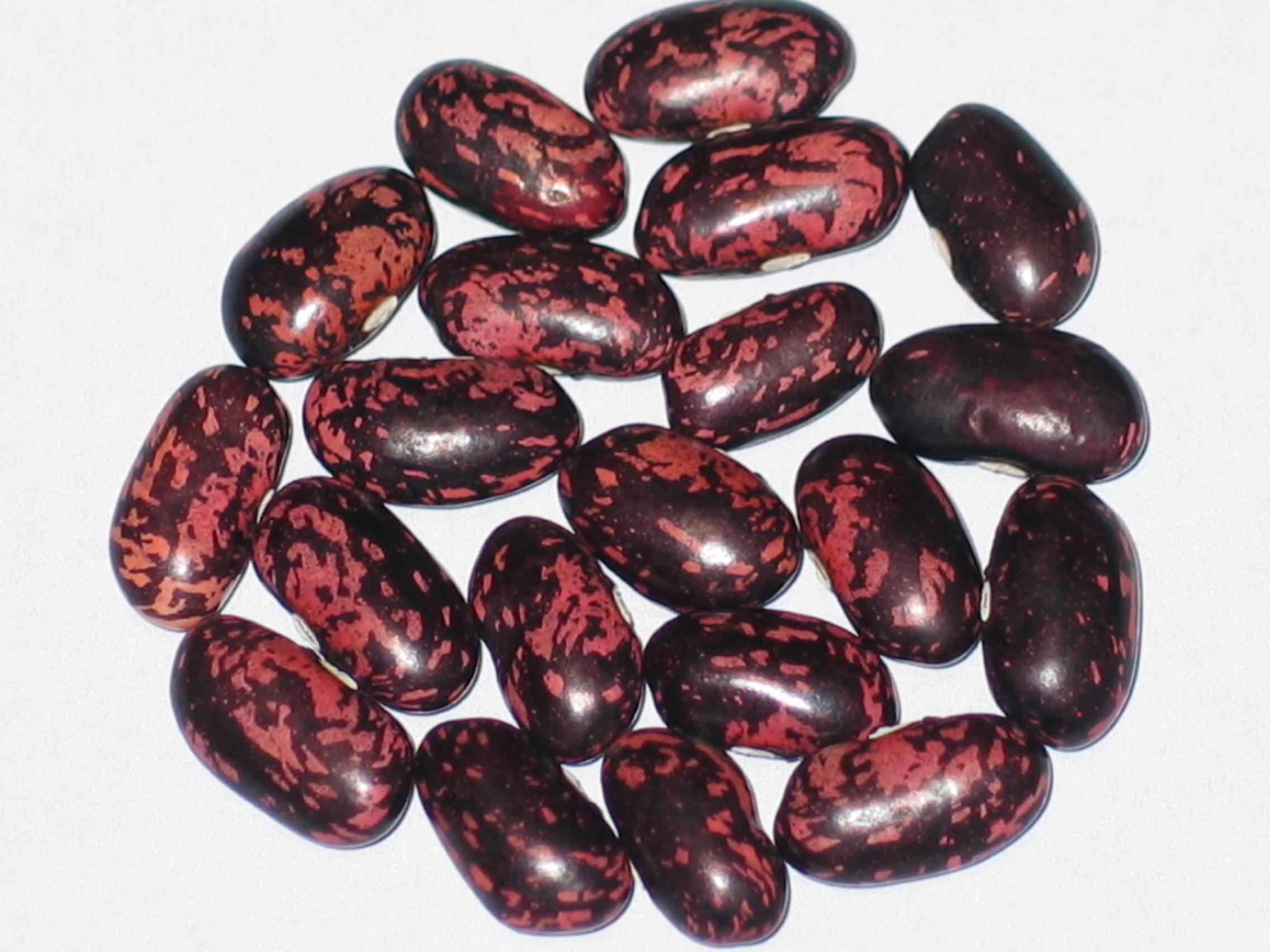 image Rotebeerbohne beans