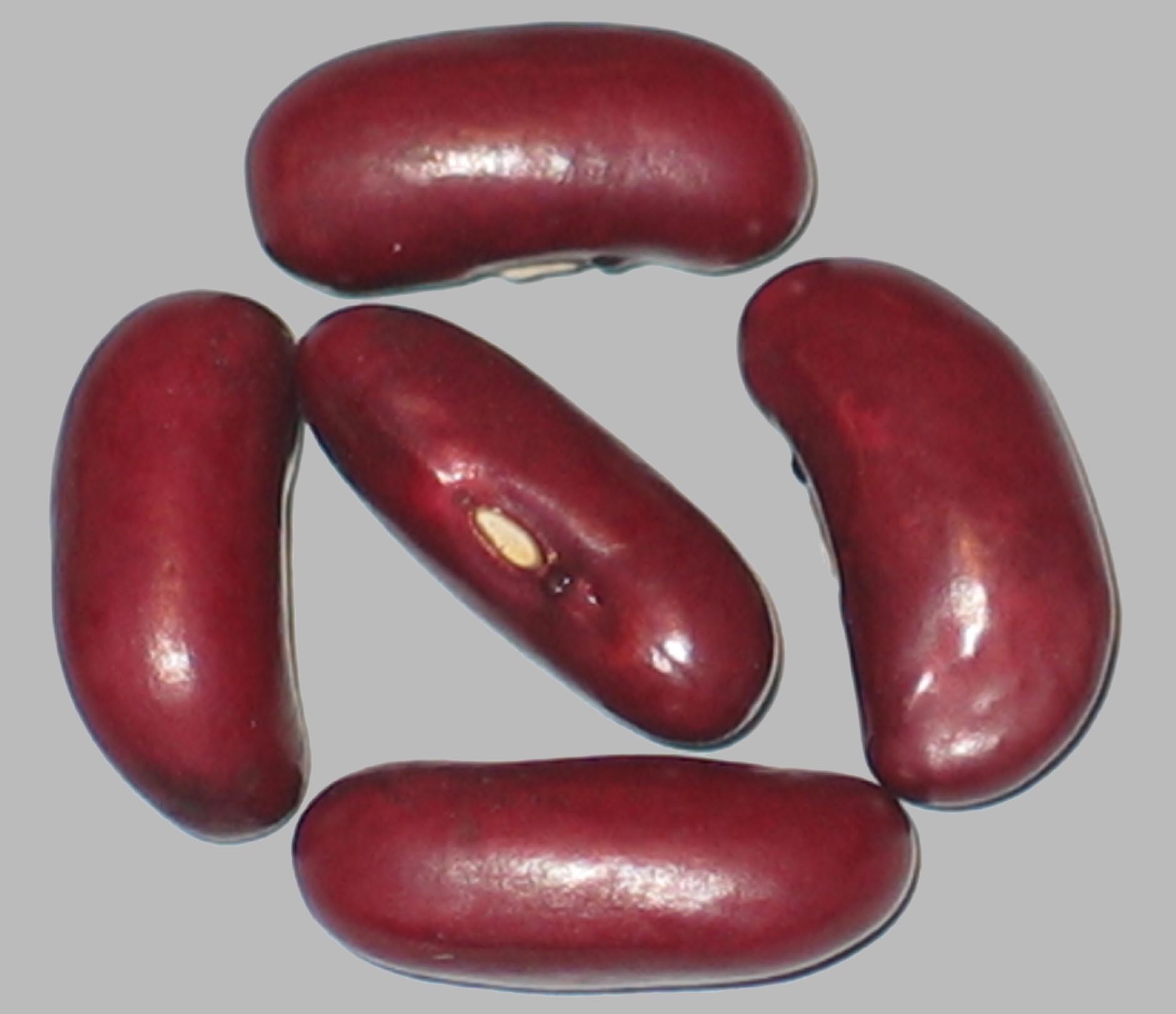 image of Royal Windsor beans