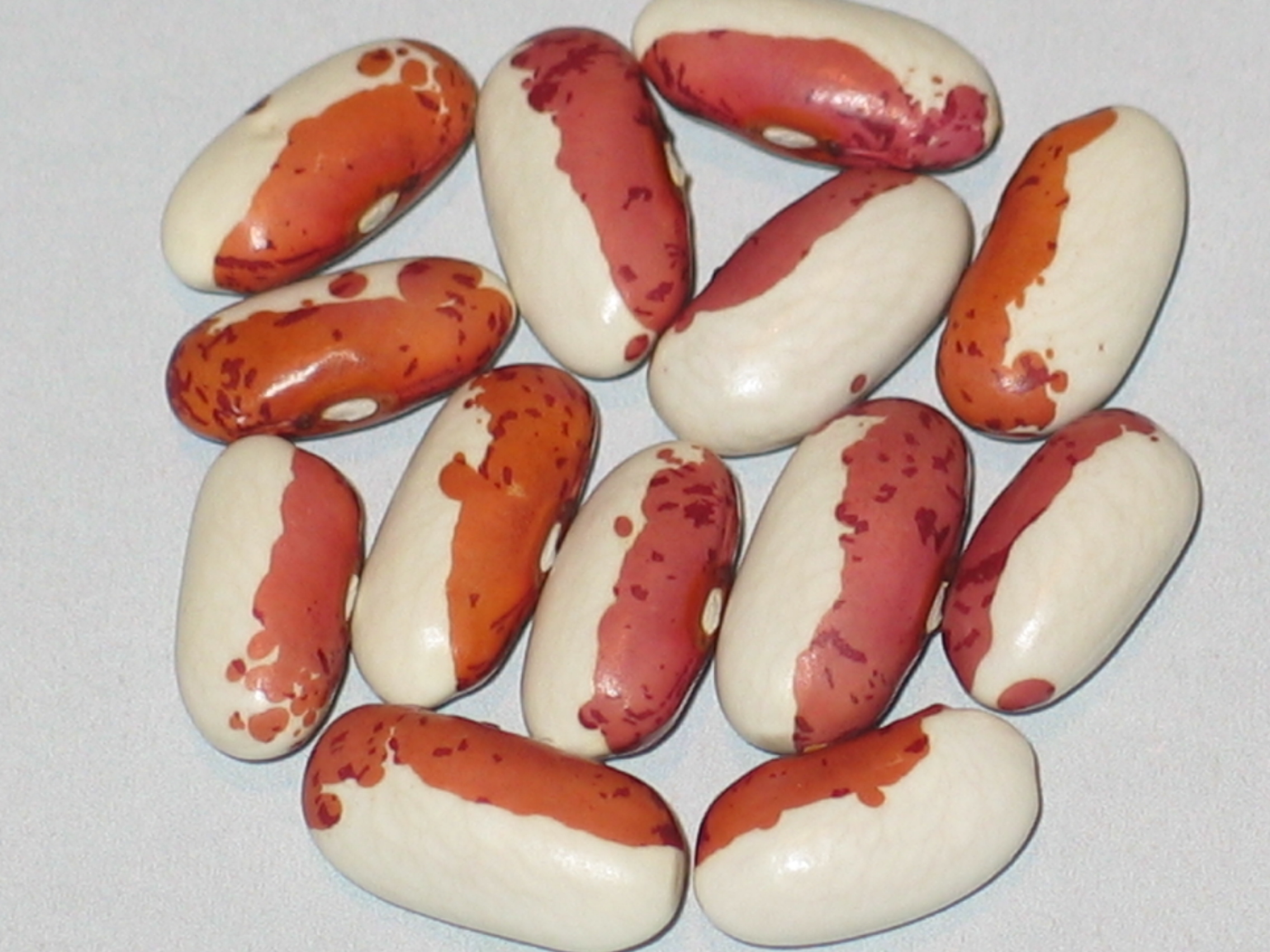 image of Roz Picat beans