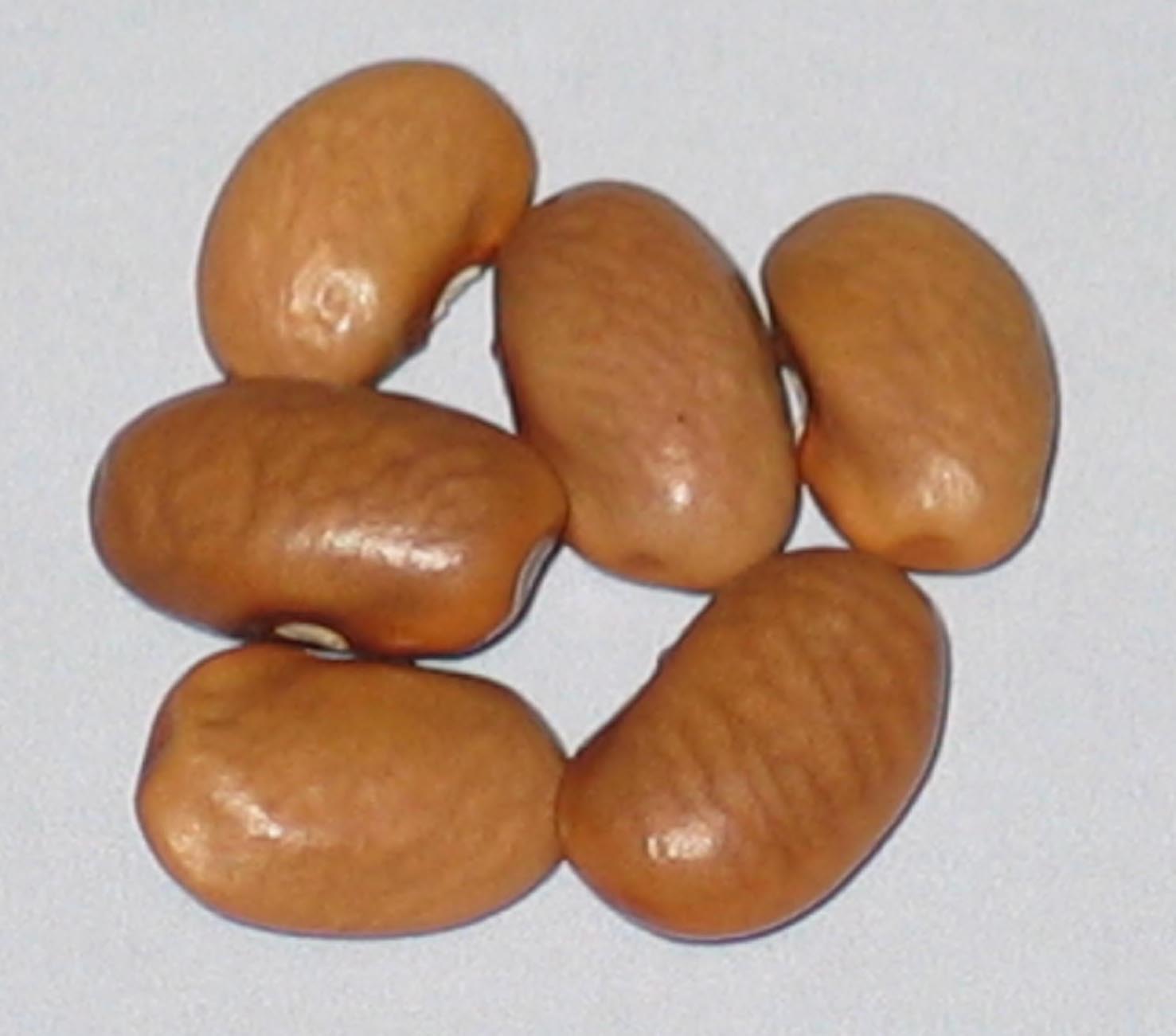 image of Ruth Bible beans