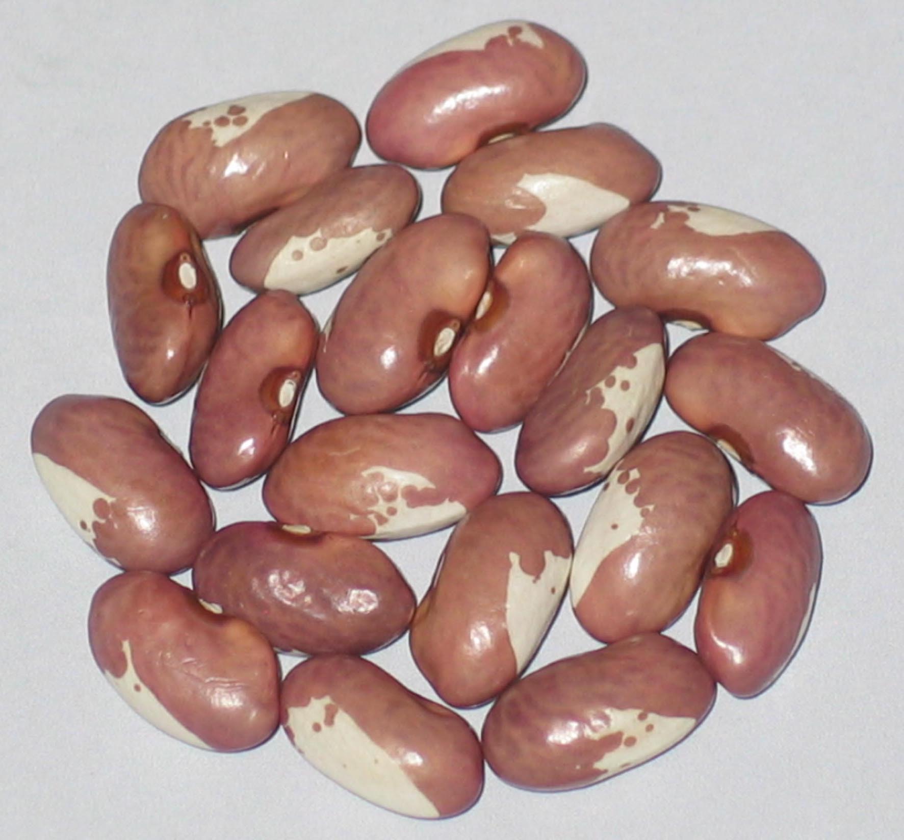 image of Ruzava Kravicka beans