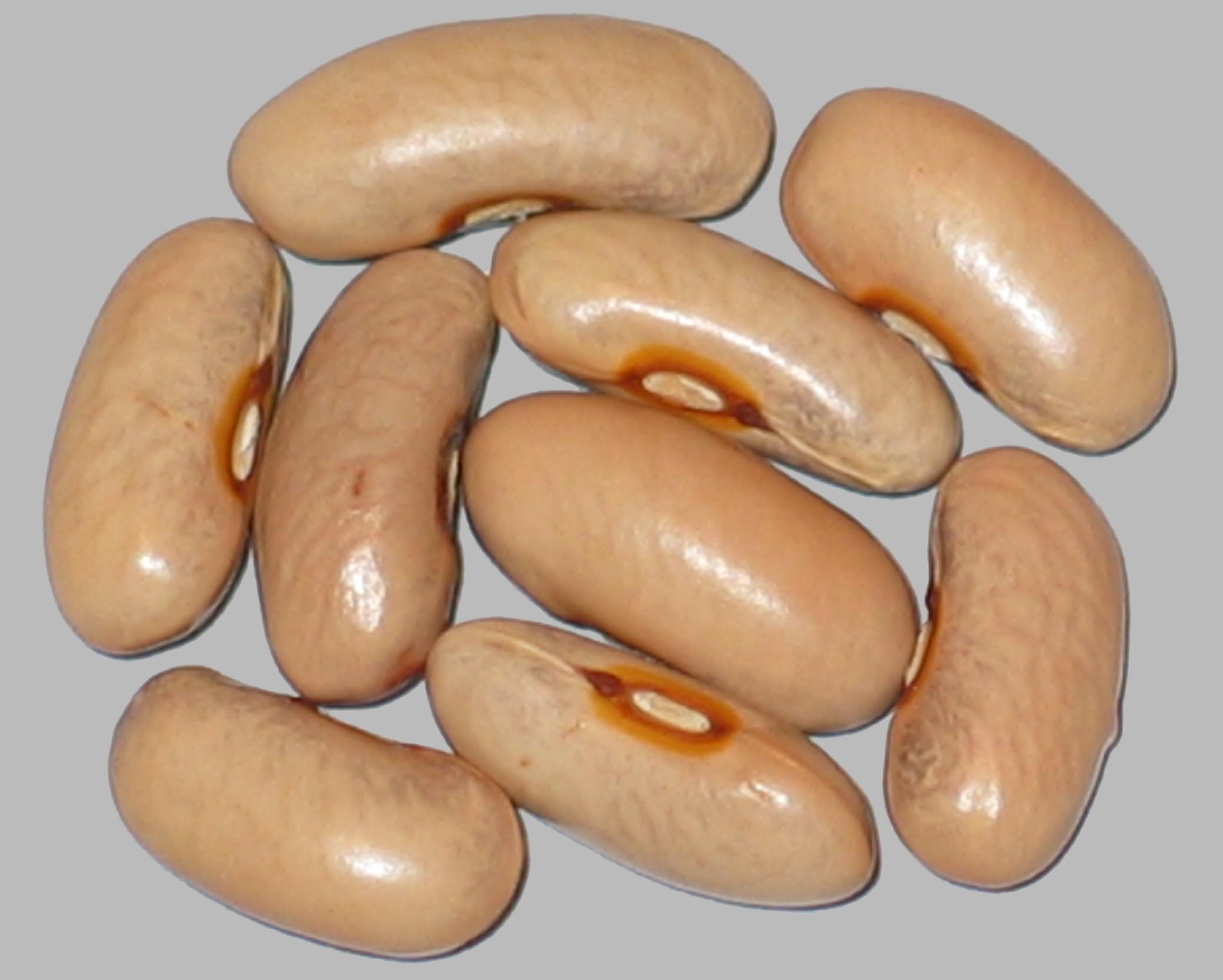image of Saconel beans