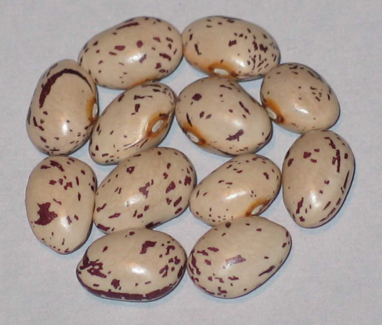 image of San Stephano Borlotto d'aveto beans