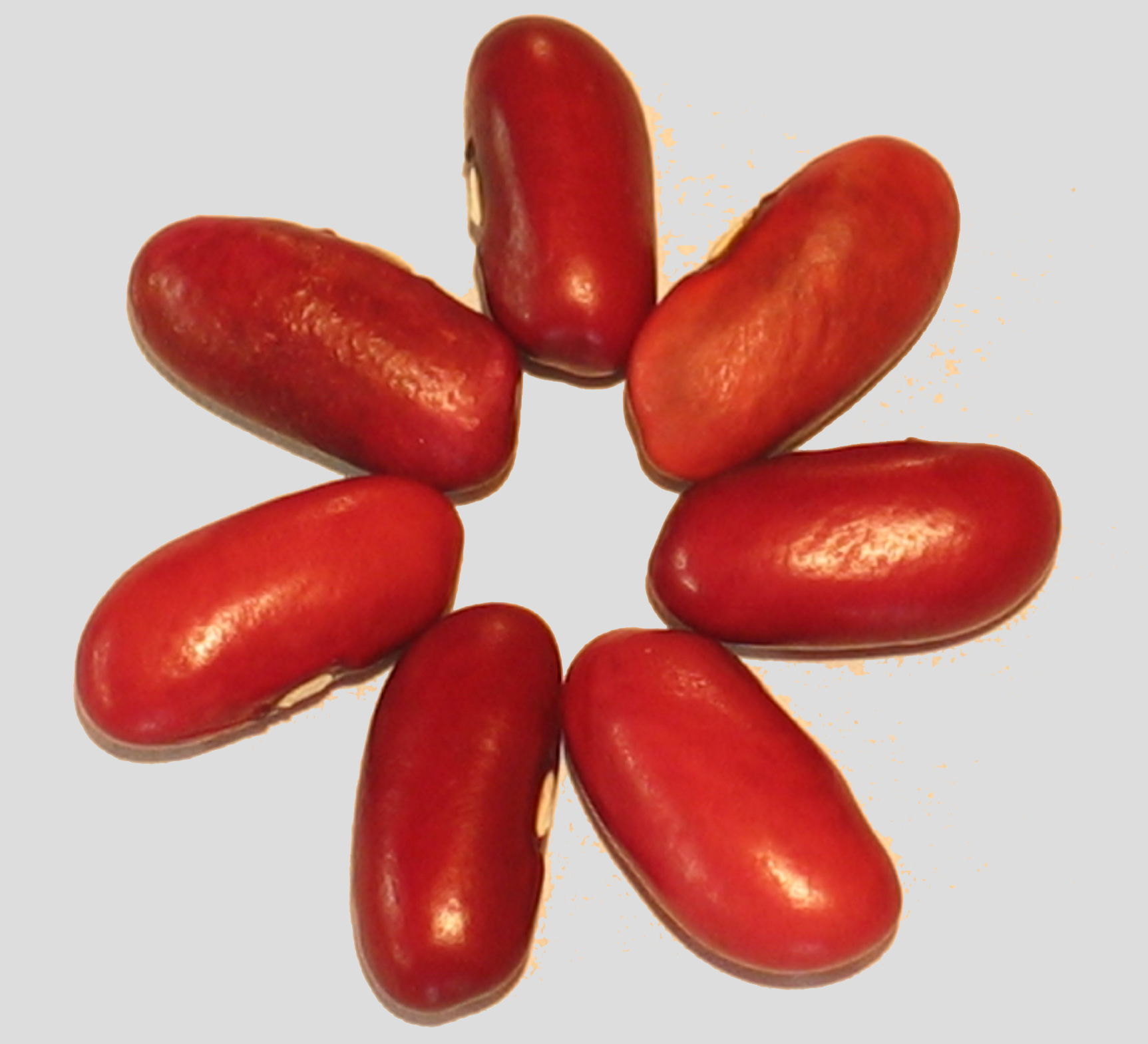 image of Sangre de Toro Kidney beans