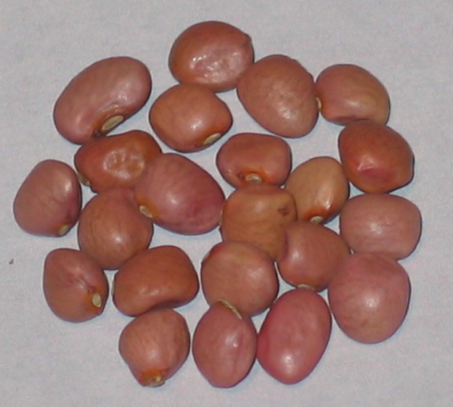 image of Santa Maria Pinquito beans