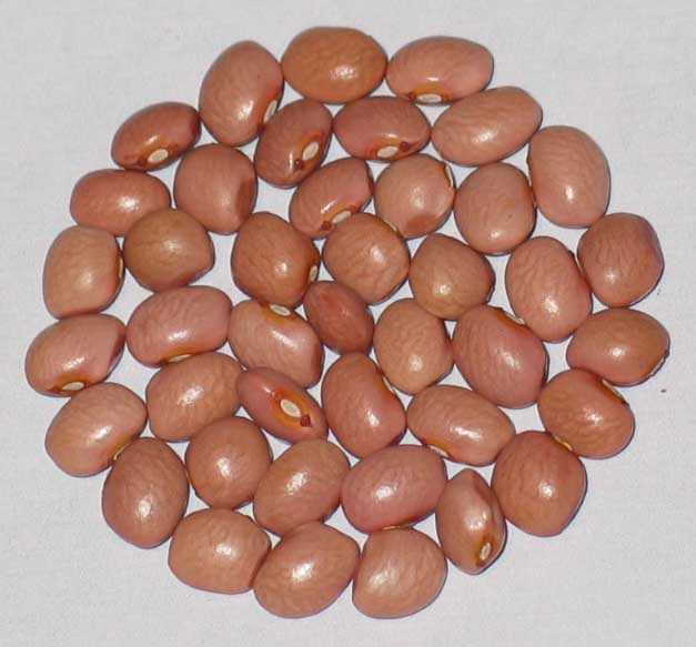 image of Santa Maria Pinquito beans