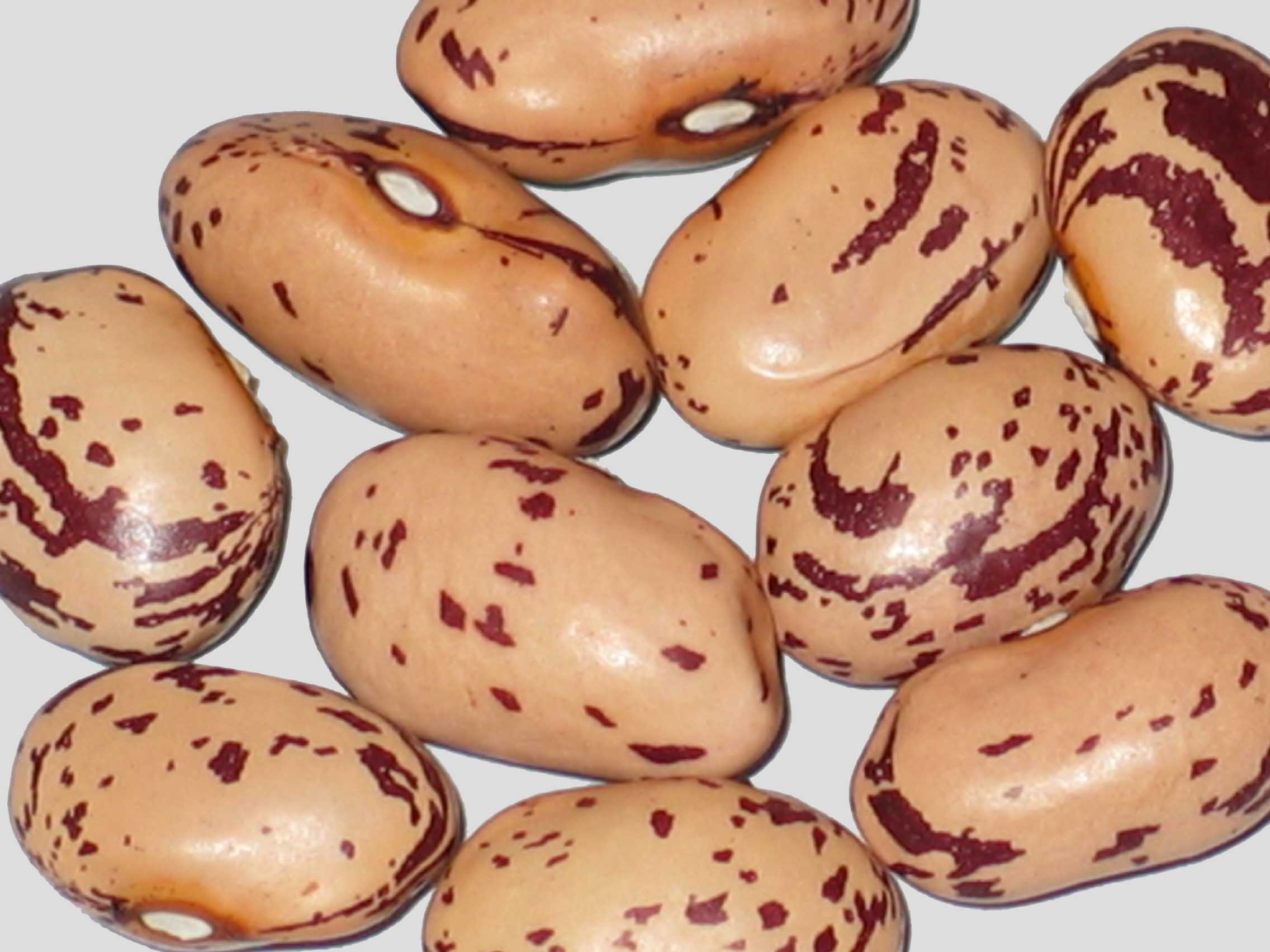 image of Sarconi 1 beans