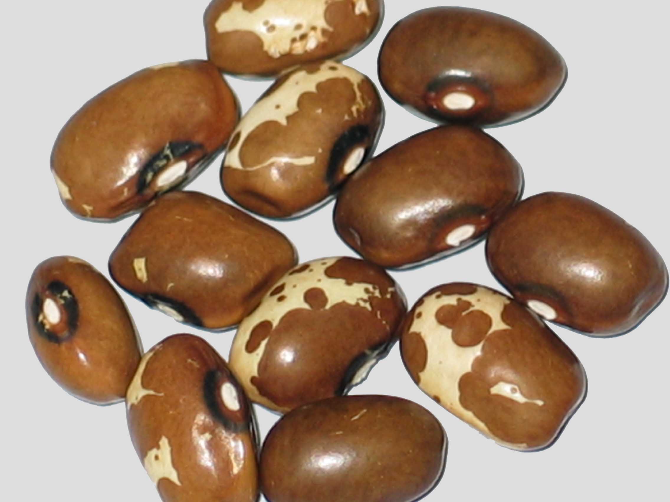image of Sarconi 2 beans