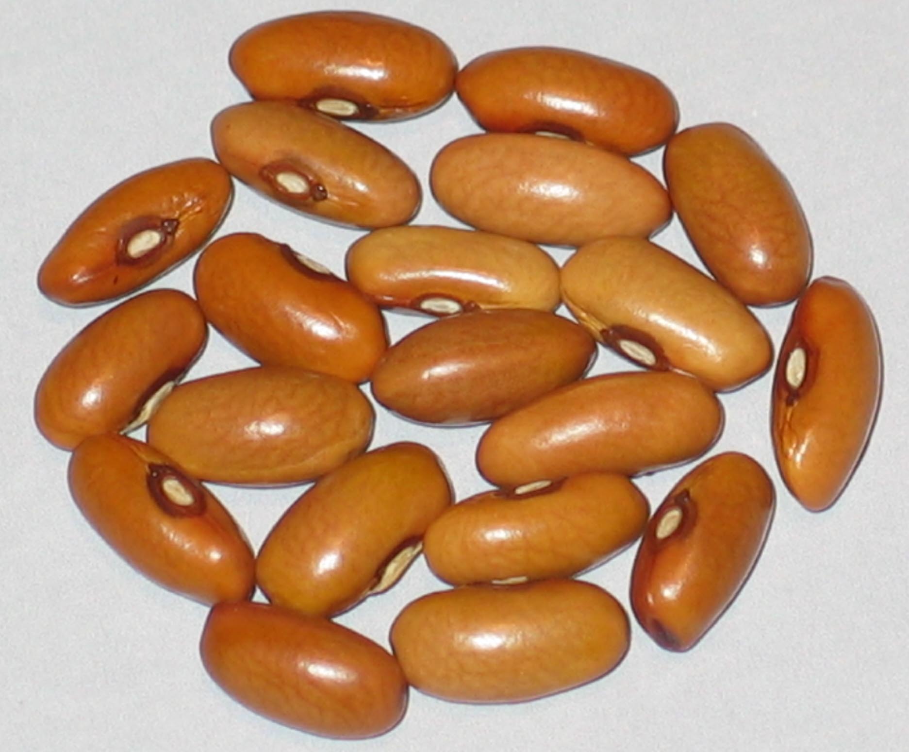 image of Saxa beans