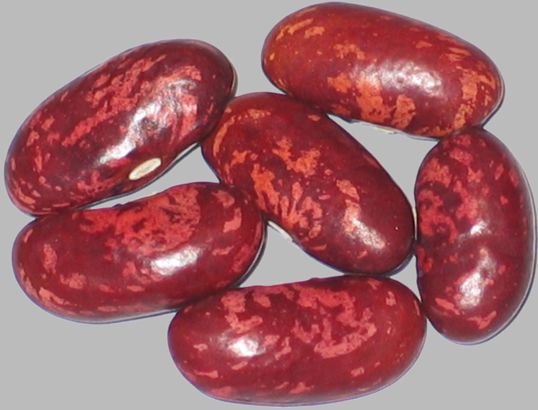 image of Scarlet Beauty beans