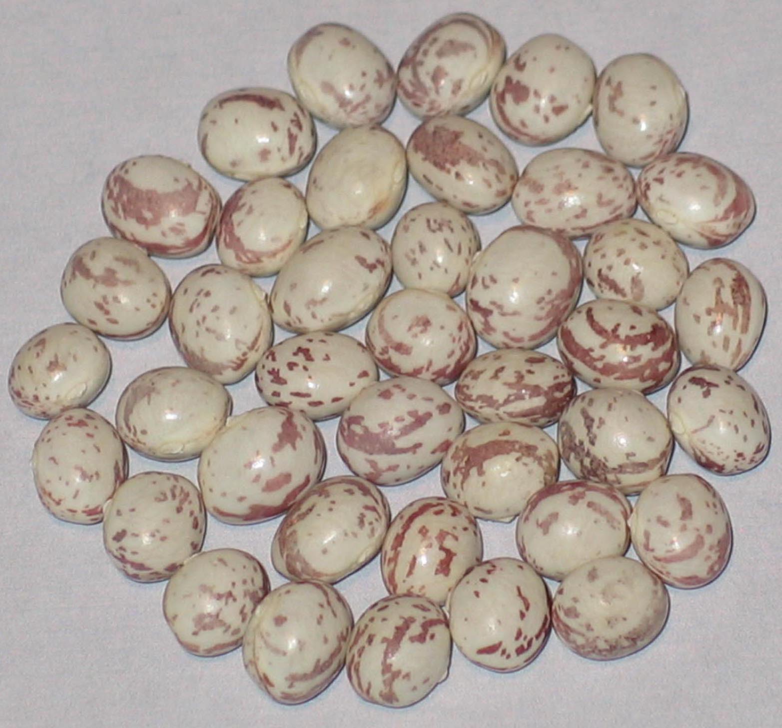 image of Schneebohne beans