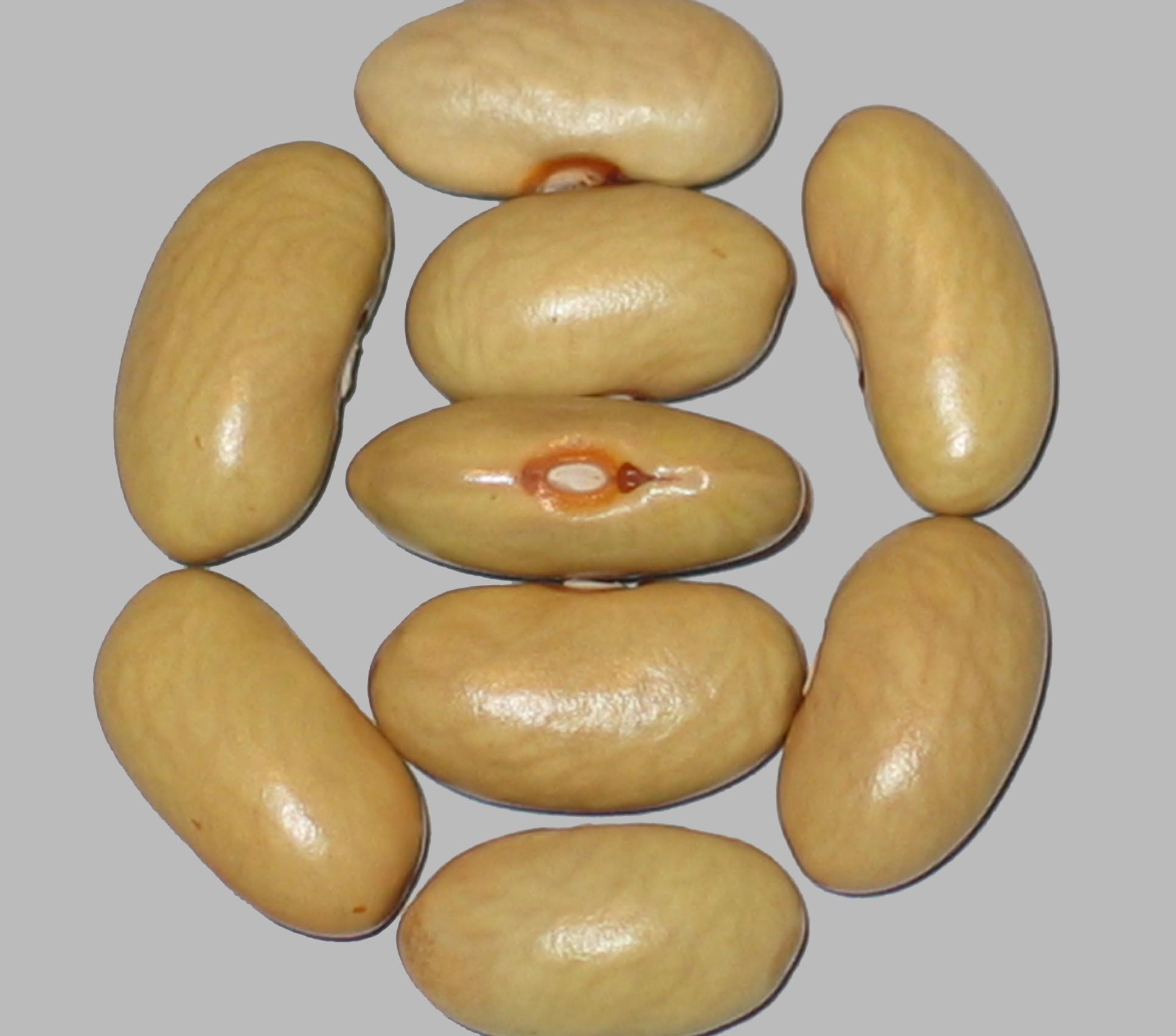 image of Schwarz Valder Aus Machbonne beans