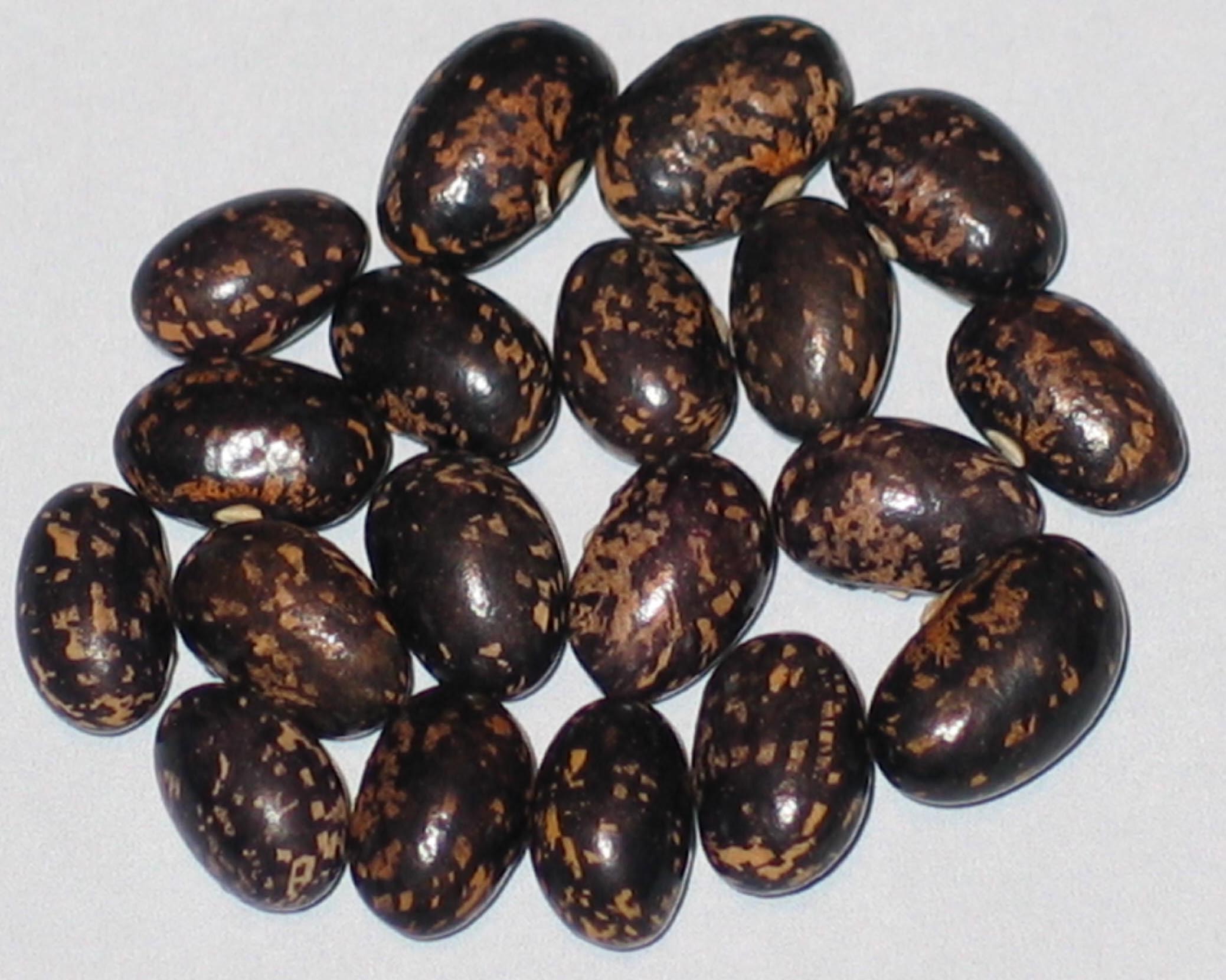 image of Schwarze Witwe beans