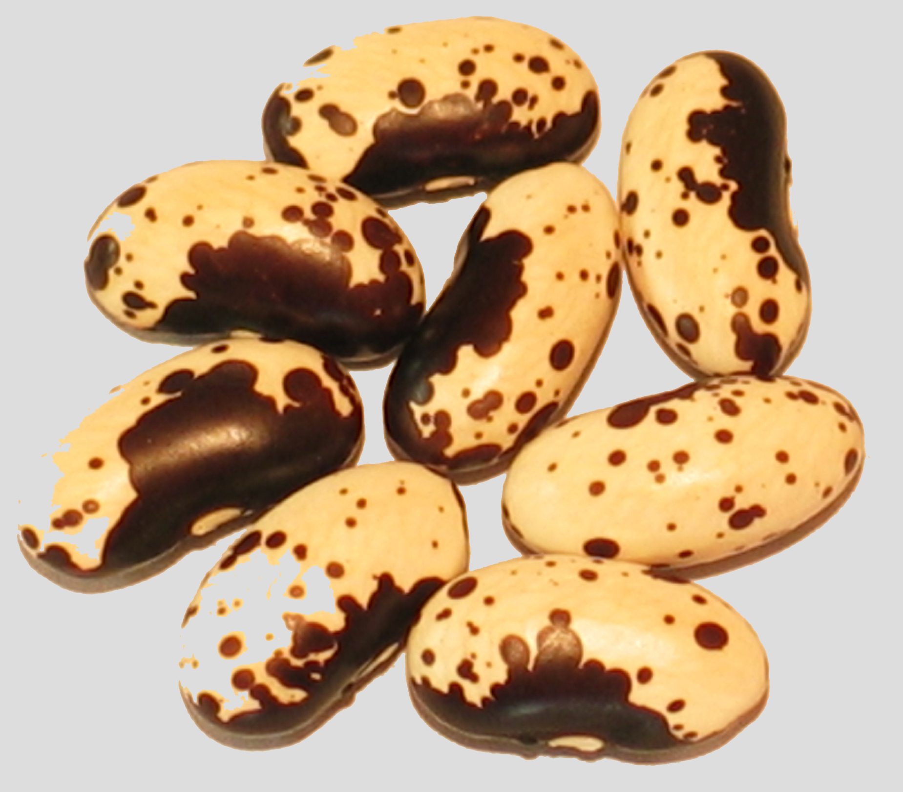 image of Schwarze Dalmatiner beans