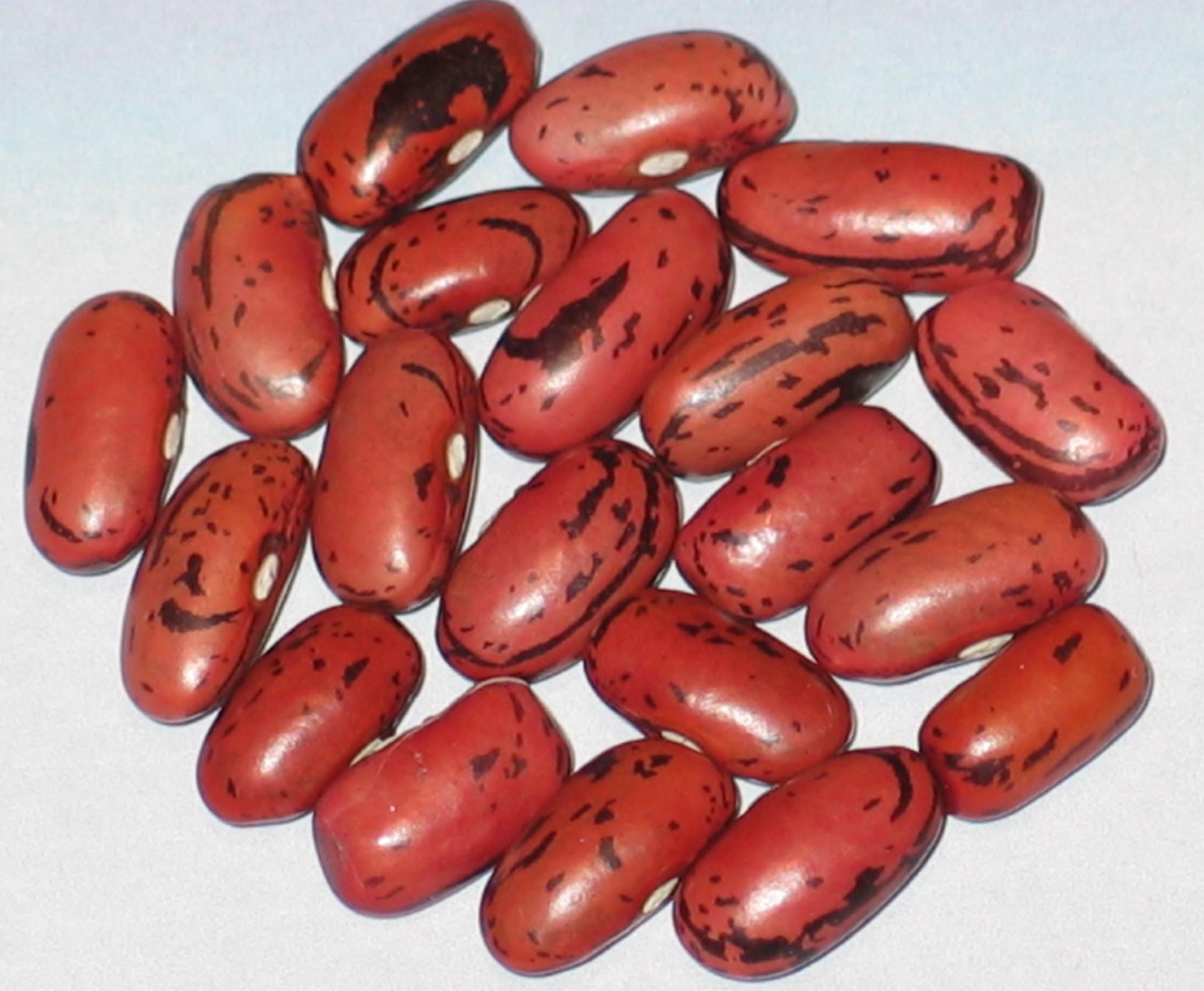 image of Scritti Rosso Di Luca beans
