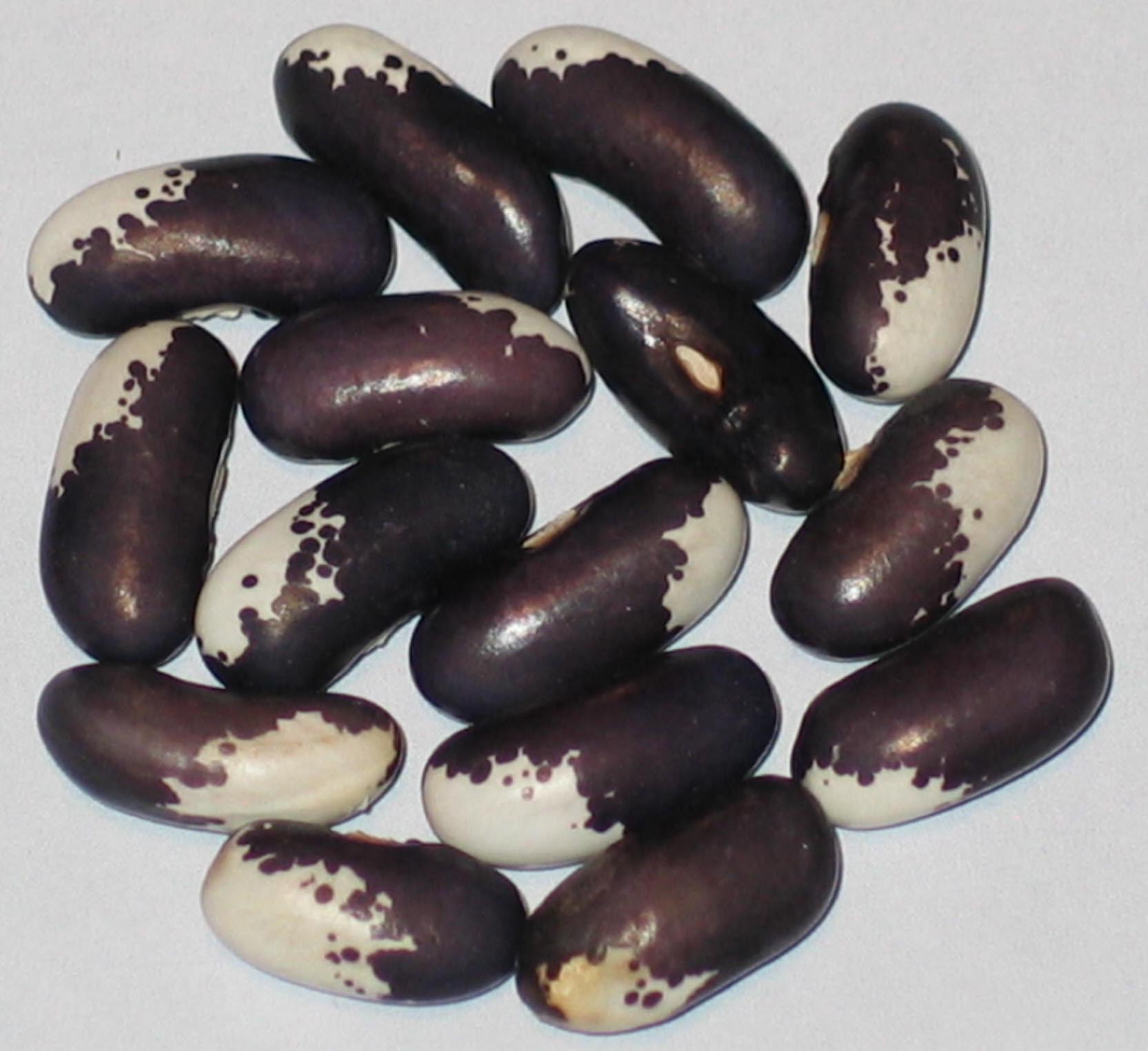 image of Sebastian beans