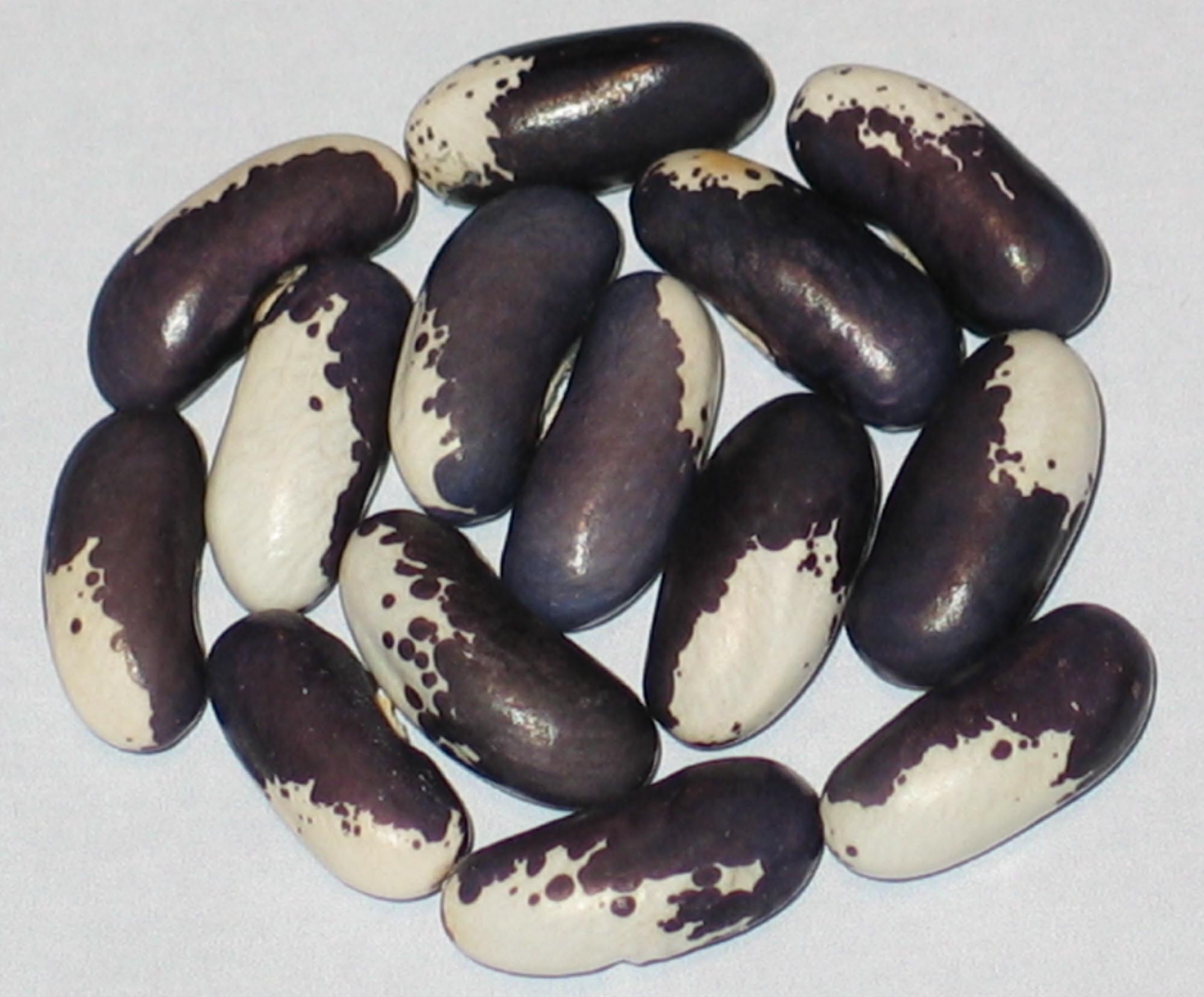 image of Sebrina beans