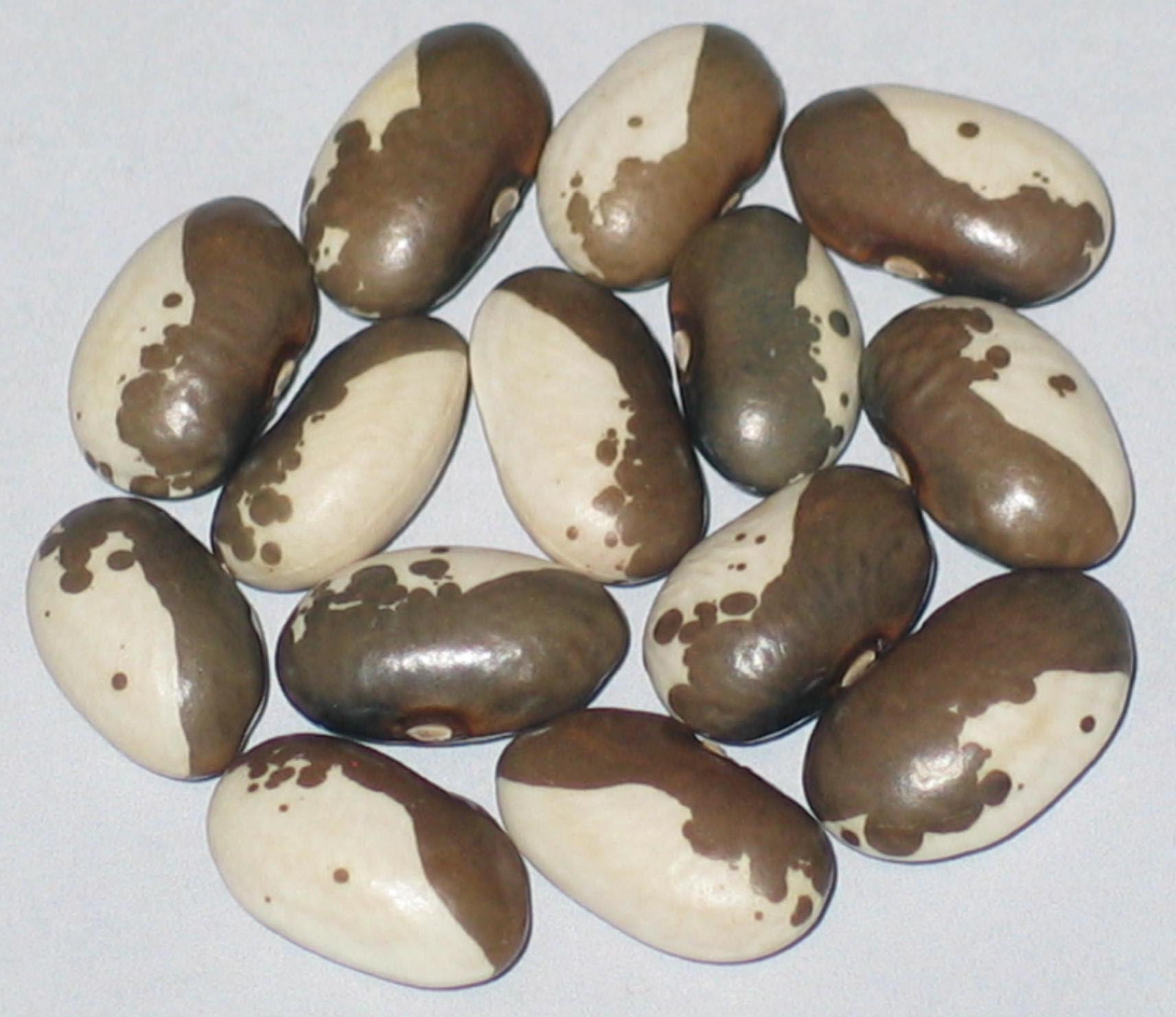 image of Seda Kravicka beans