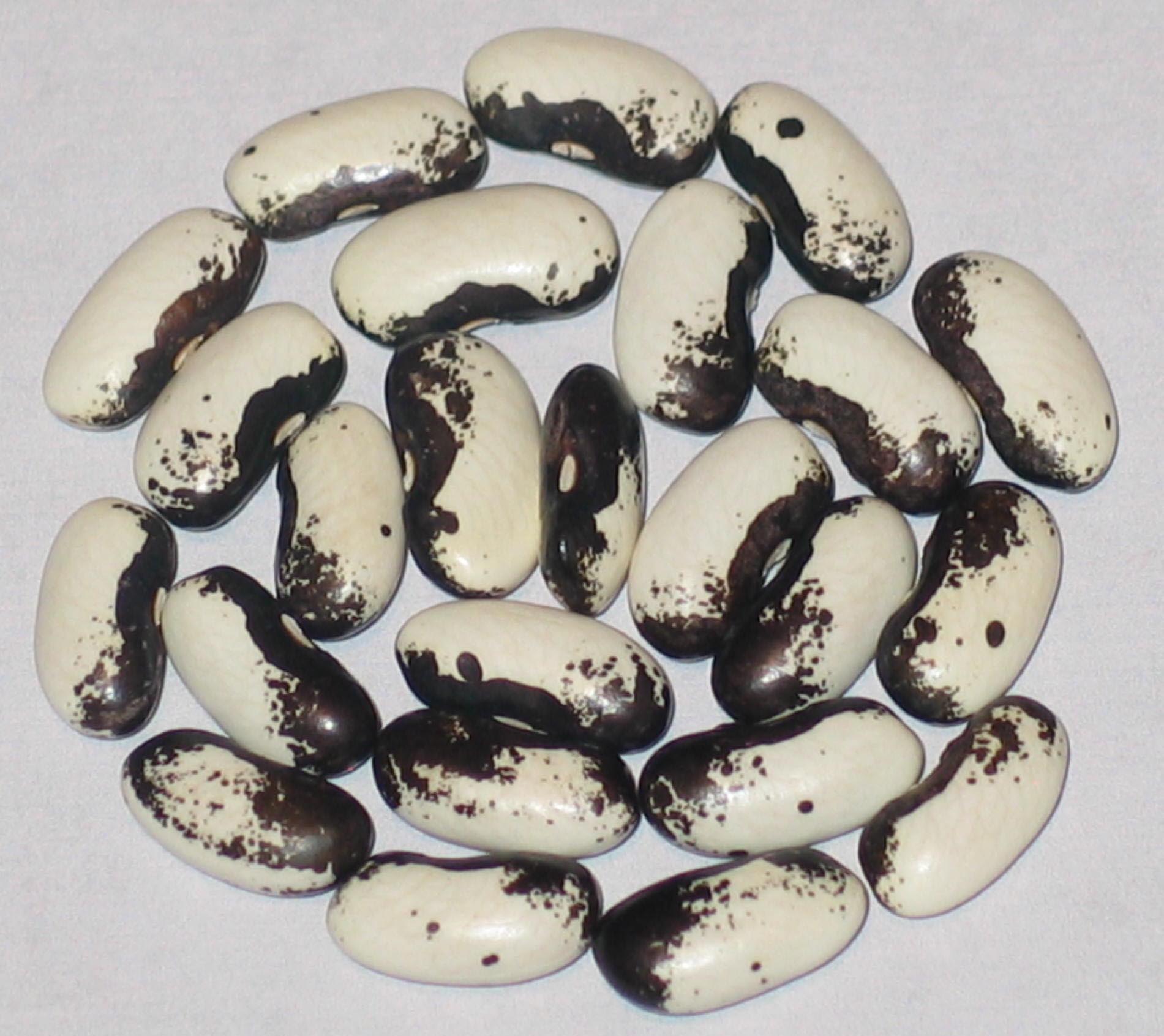 image of Seneca Pole beans