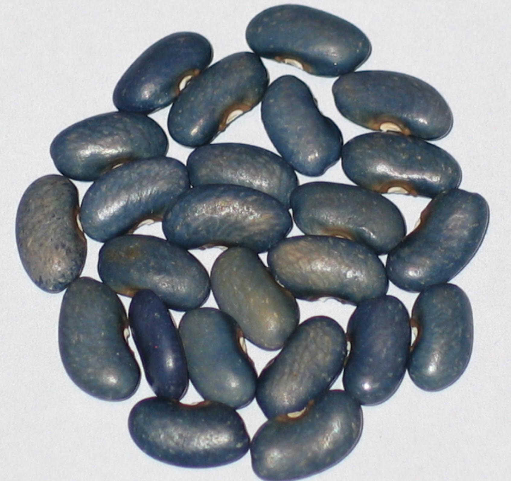 image of September Blue beans