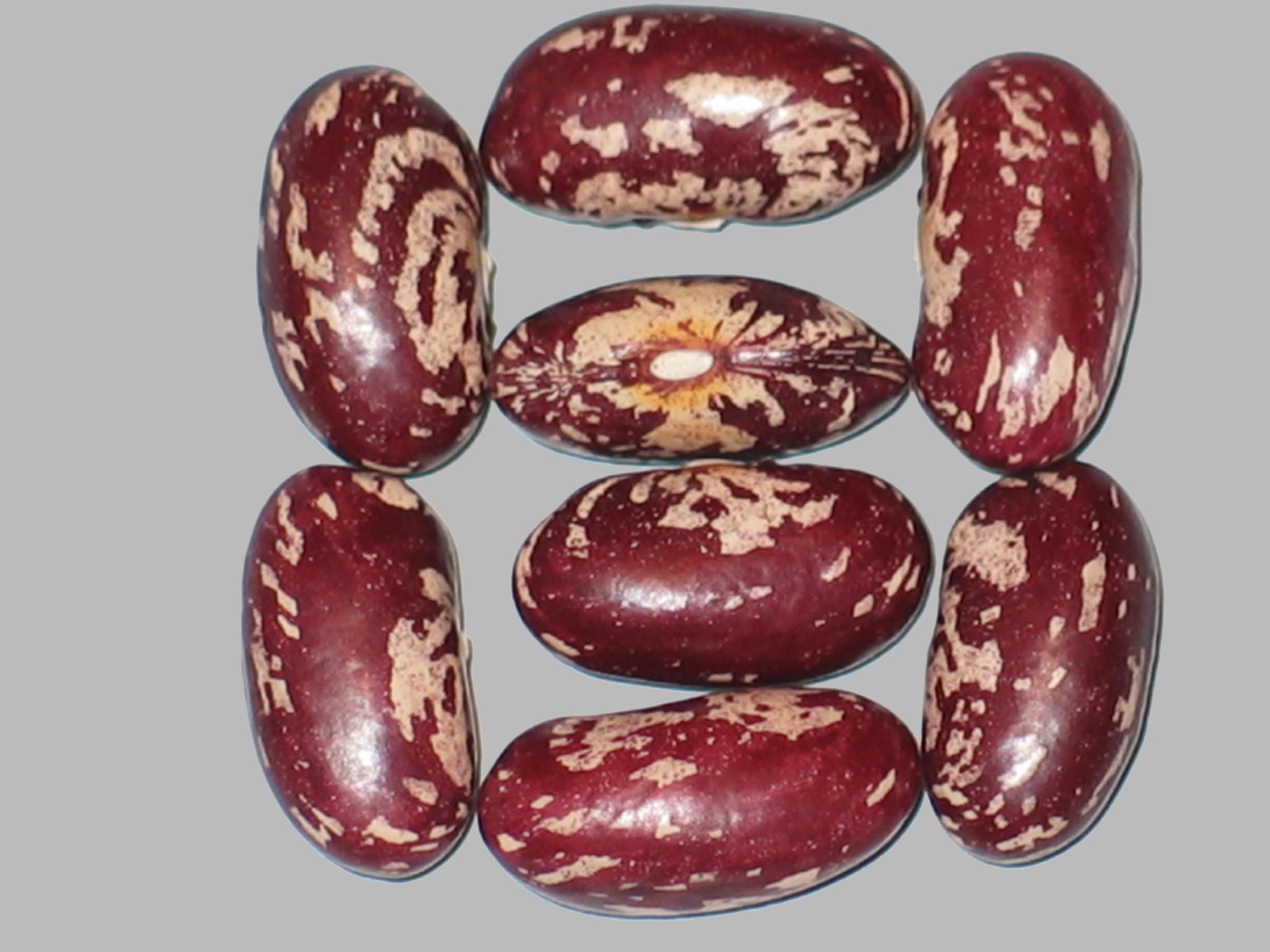 image of Shelleasy X Soldier beans