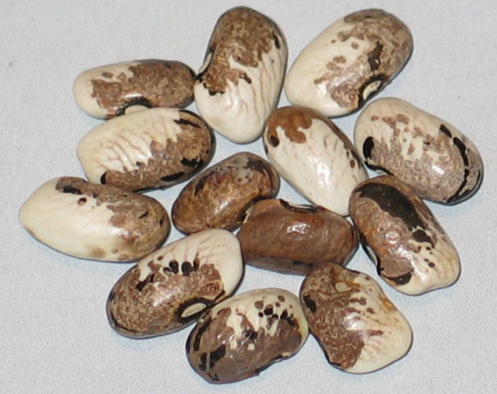 image of Skunk Bean beans