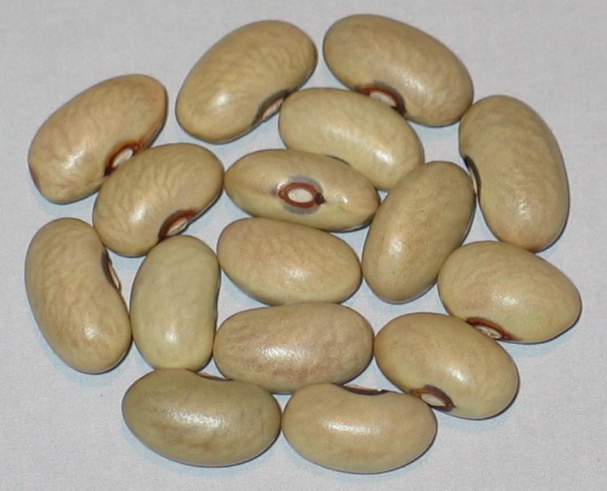 image of Slavonski Zeleni beans