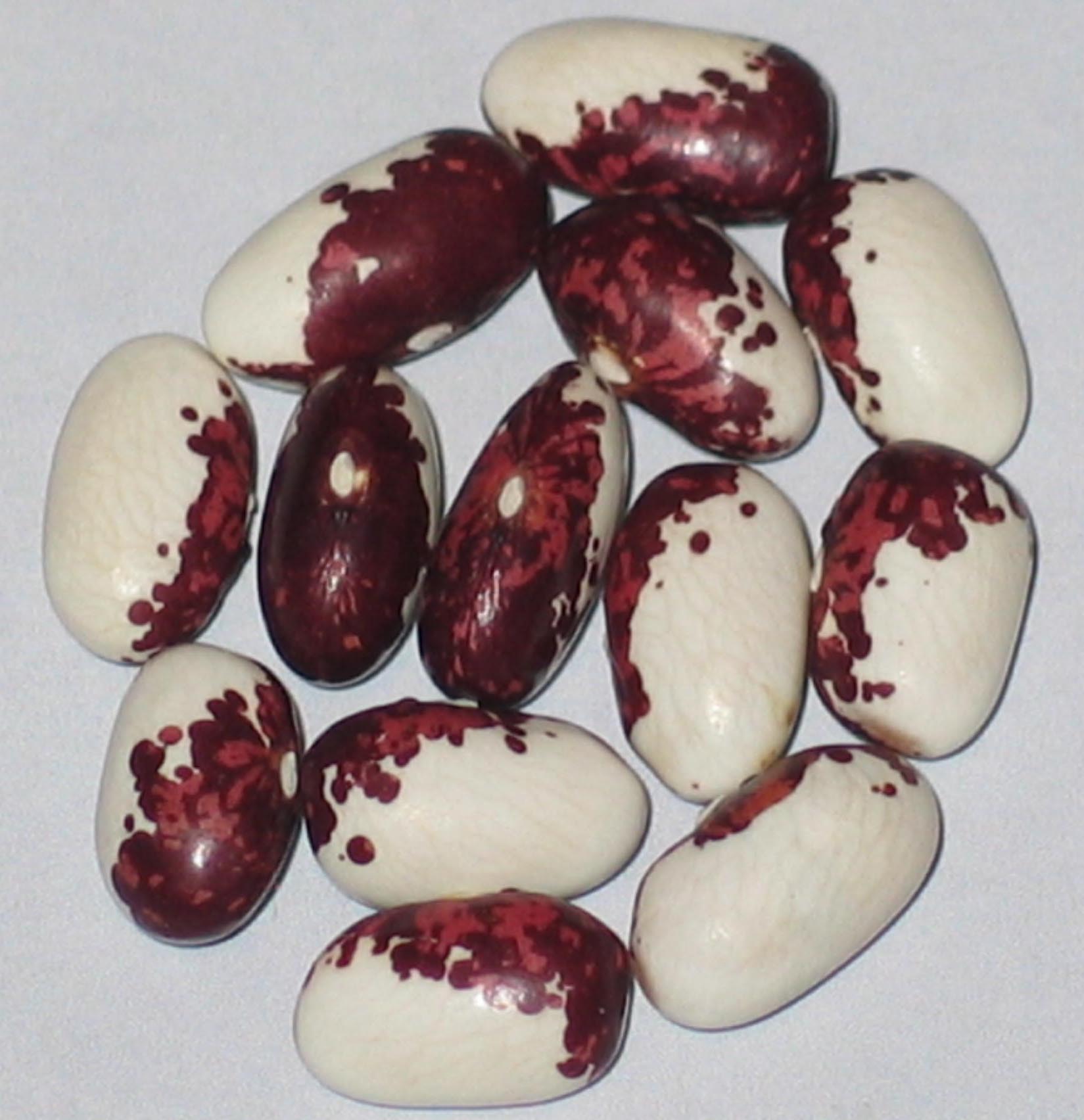 image of Slovenia II beans