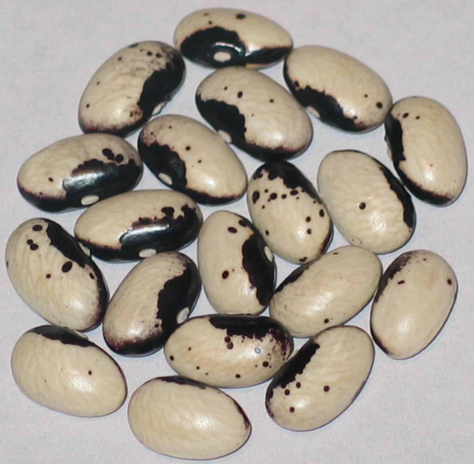 image of Slut beans