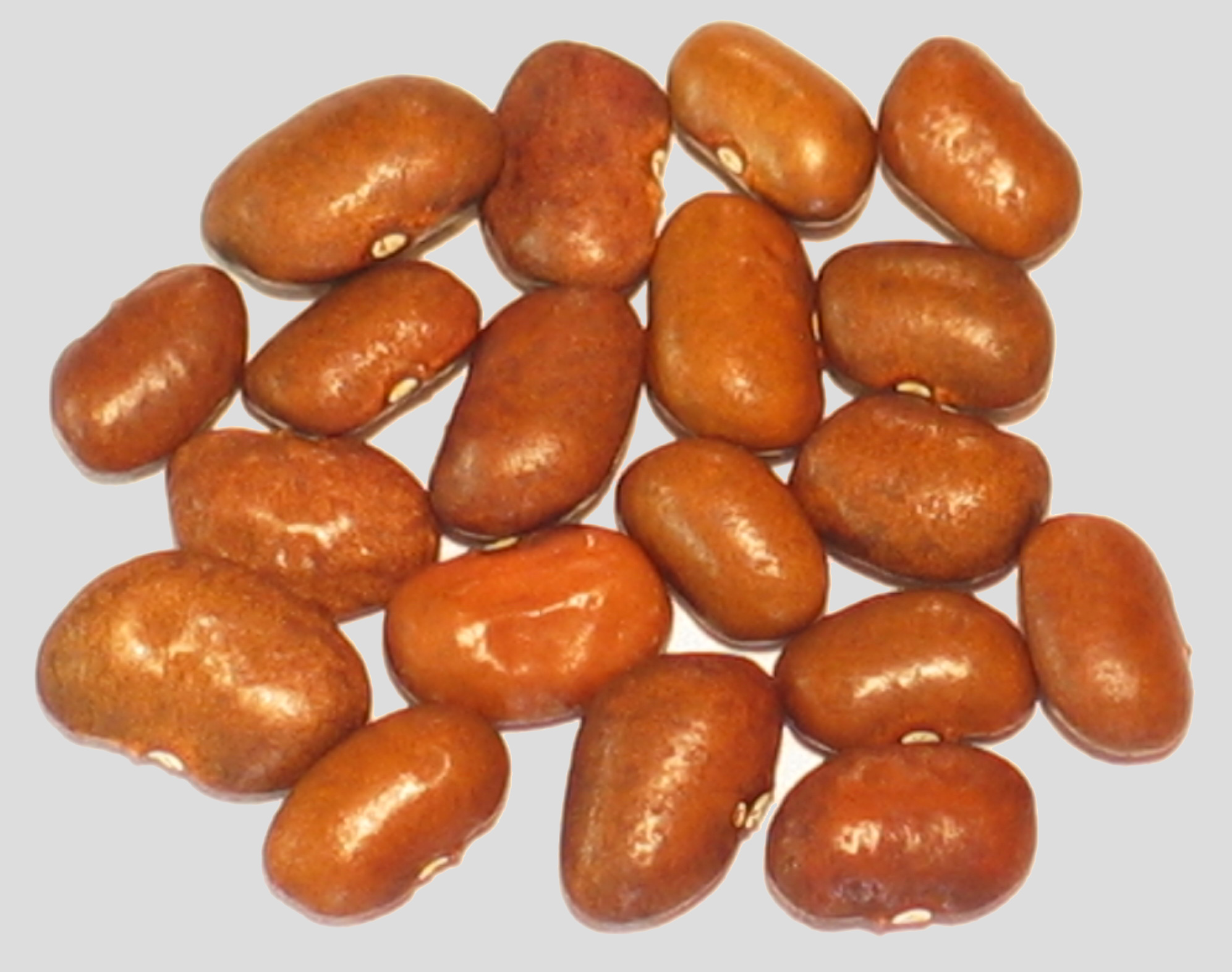image of Small Chocolate Paivte Tepary beans