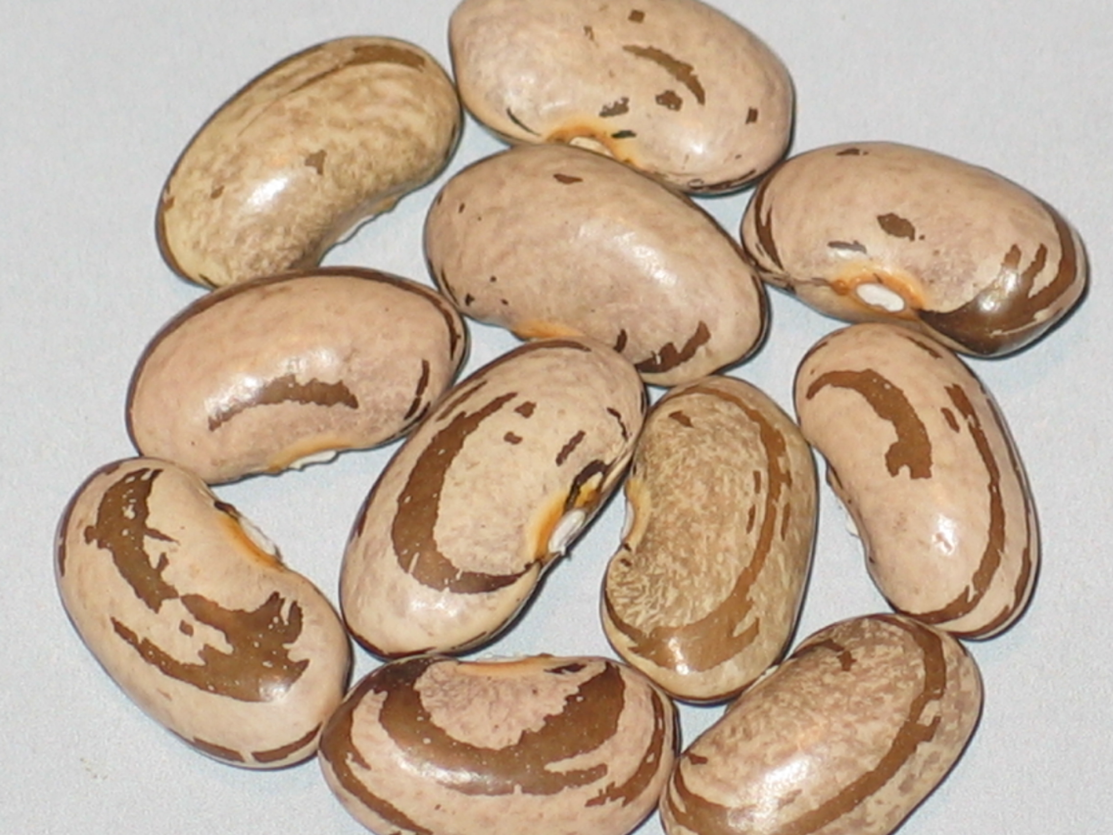 image of Smilyan Kateritza beans
