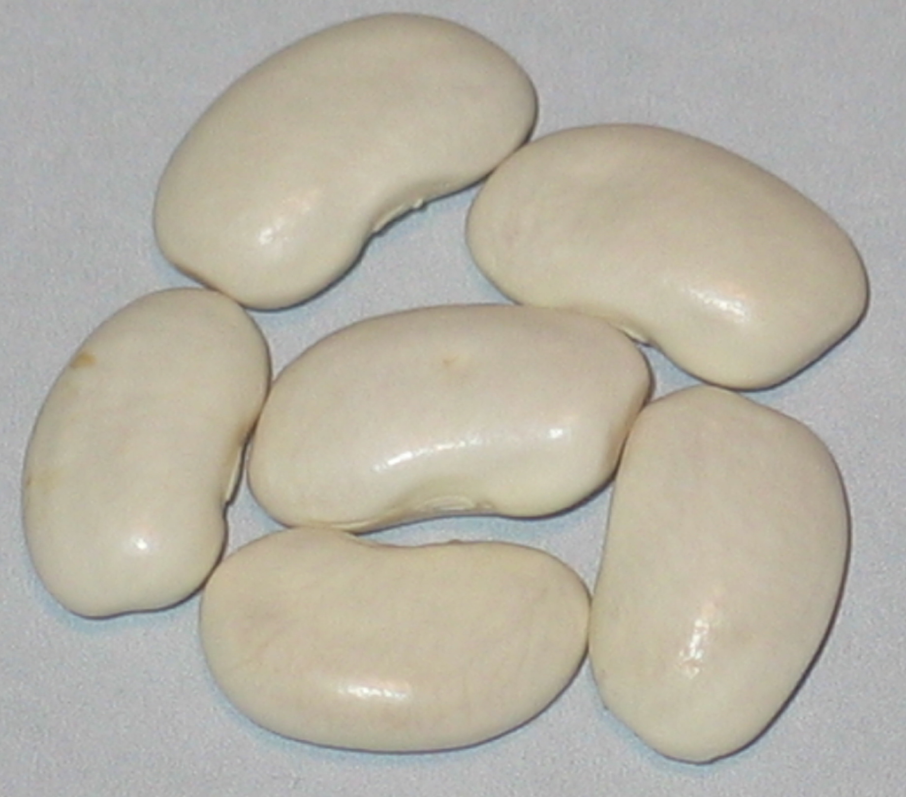 image of Soissons Large White beans