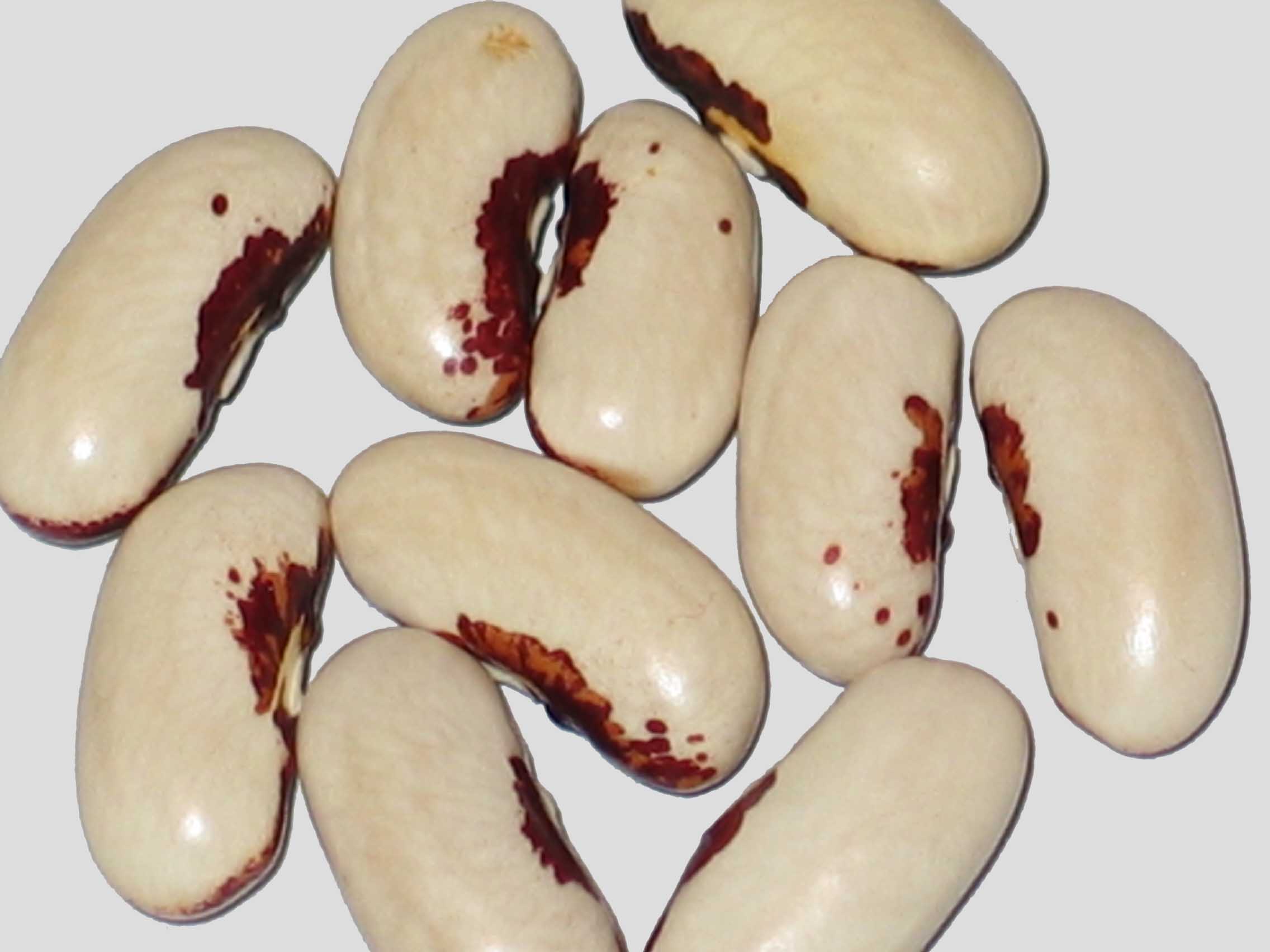 image of Soldat de la Beauce beans