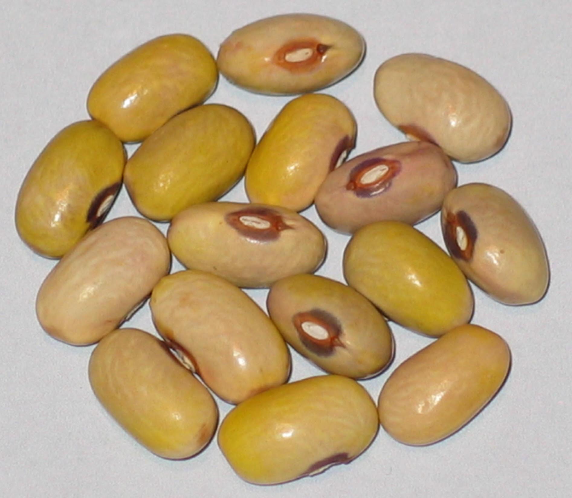 image of Solon Mills beans