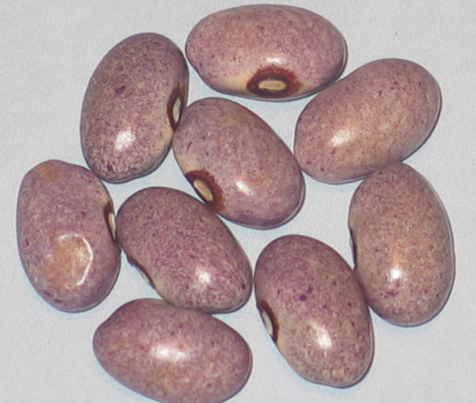 image of Solwezi #2 beans