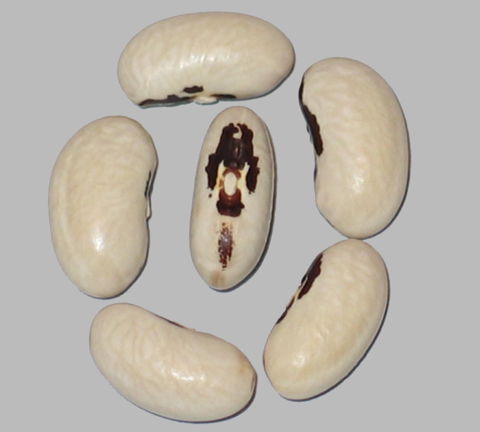 image of Southern Soldier beans