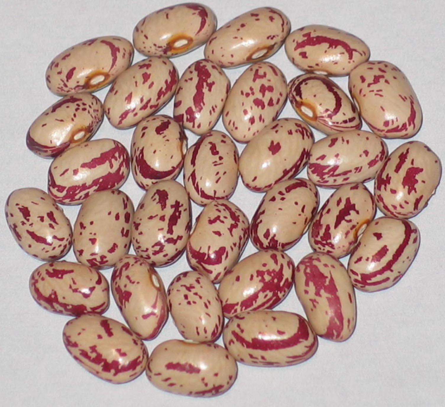 image of Speckled Algonquin beans