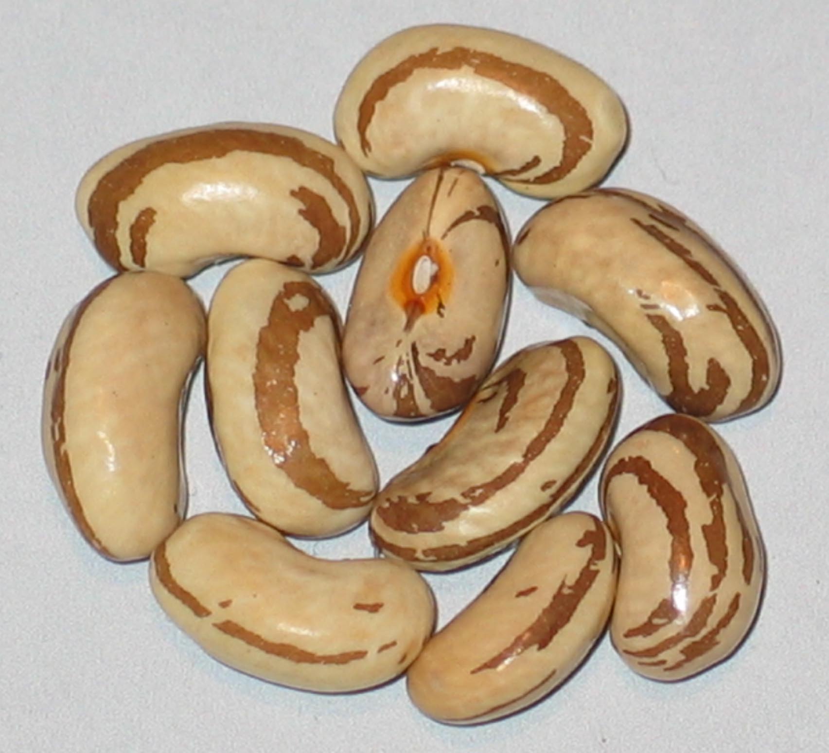 image of Spring Grove beans