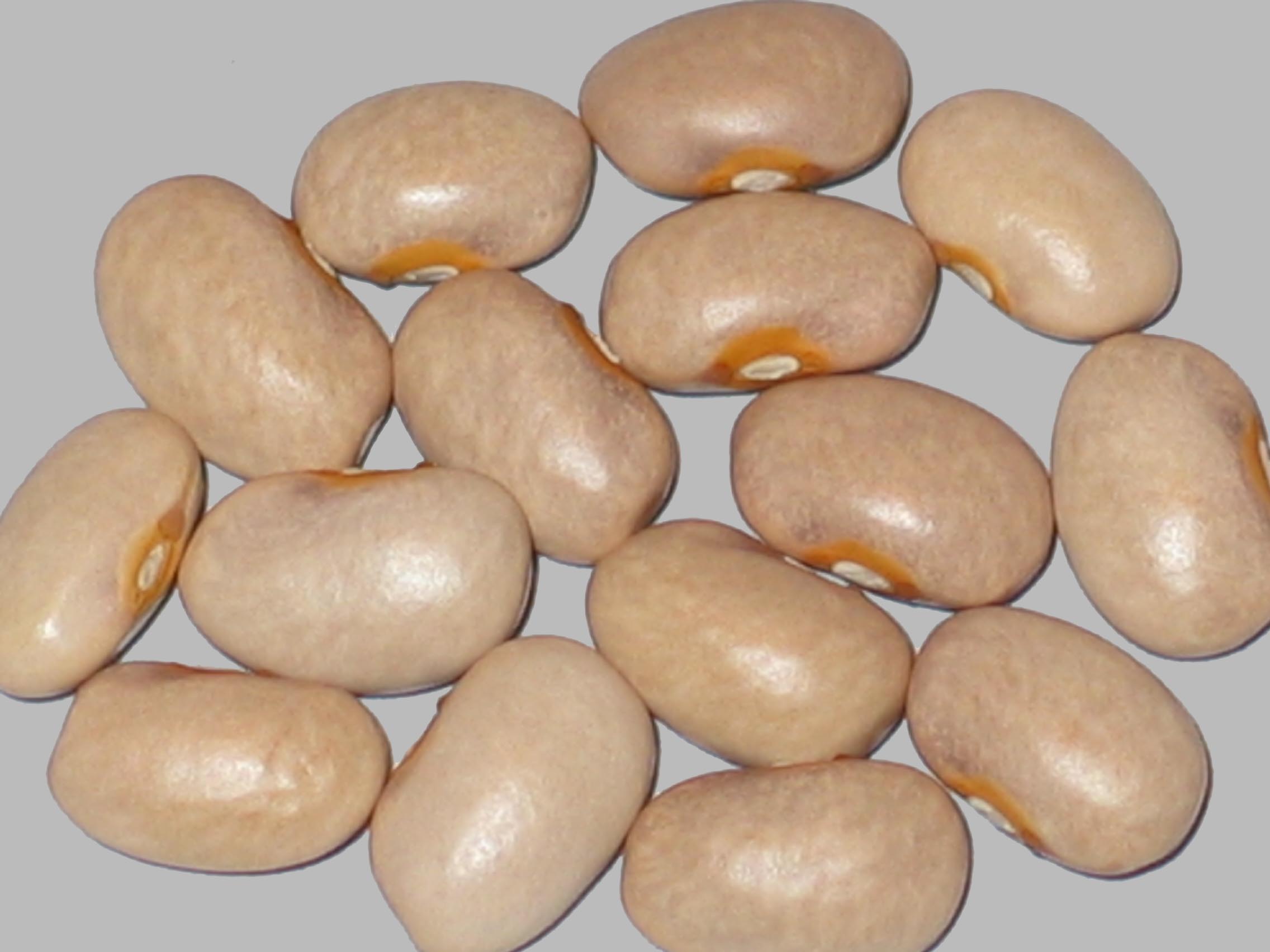 image of Spring Valley beans