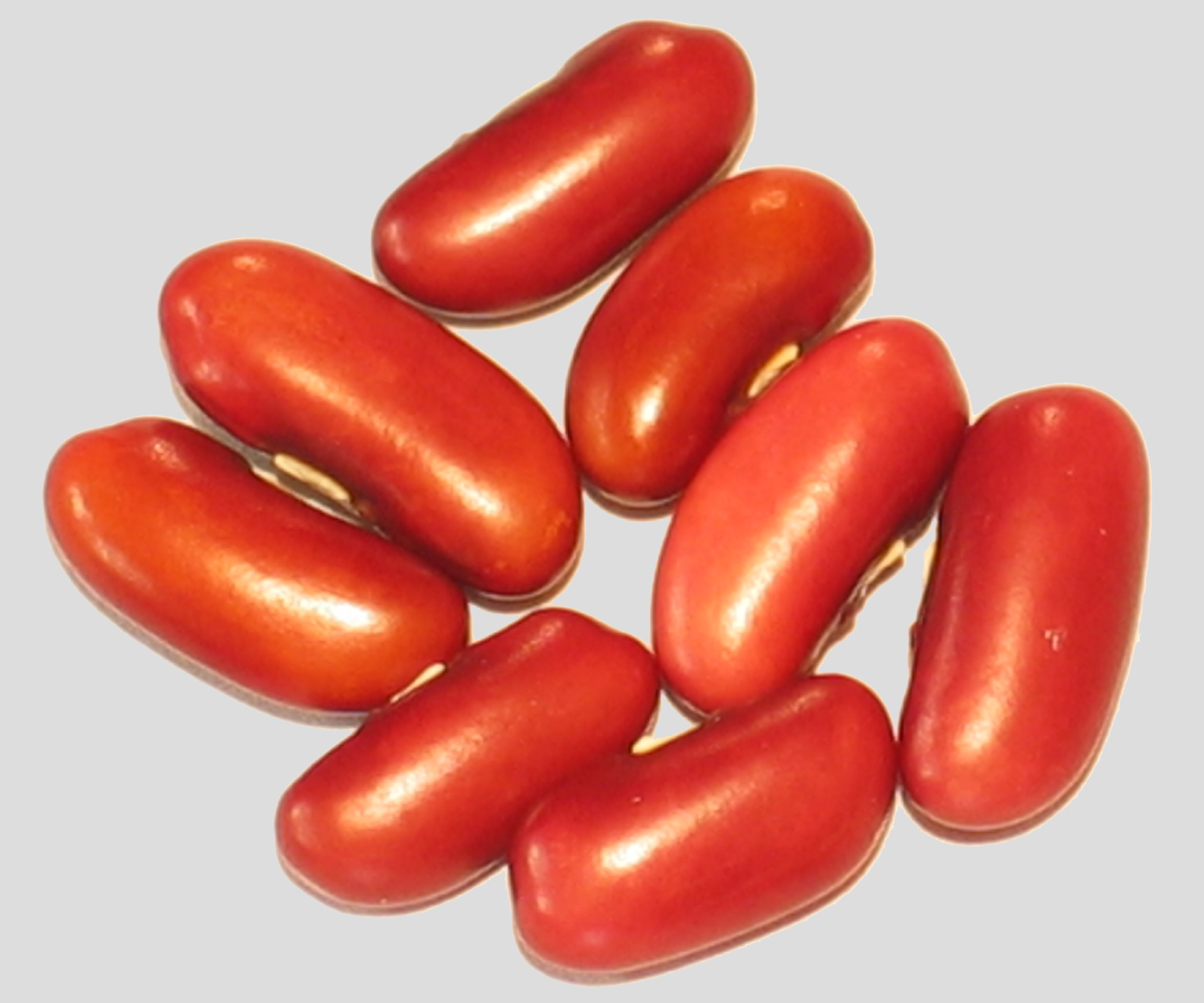 image of Stayley's Star beans